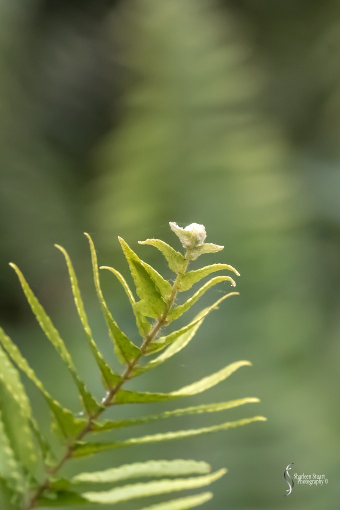 South County Park: February 10, 2019: 1393