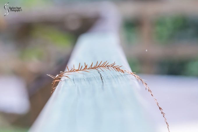 South County Park: February 10, 2019: 1405