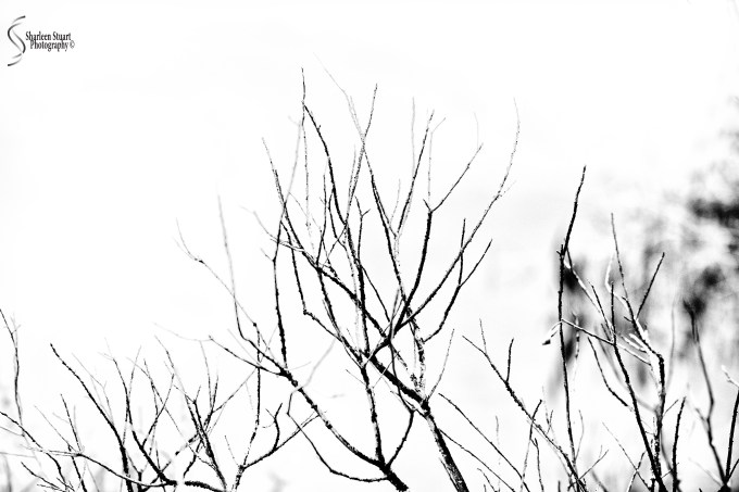 South County Park: February 10, 2019: 1422