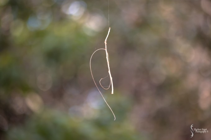 Green Cay Wetlands: February 15, 2019: 1555
