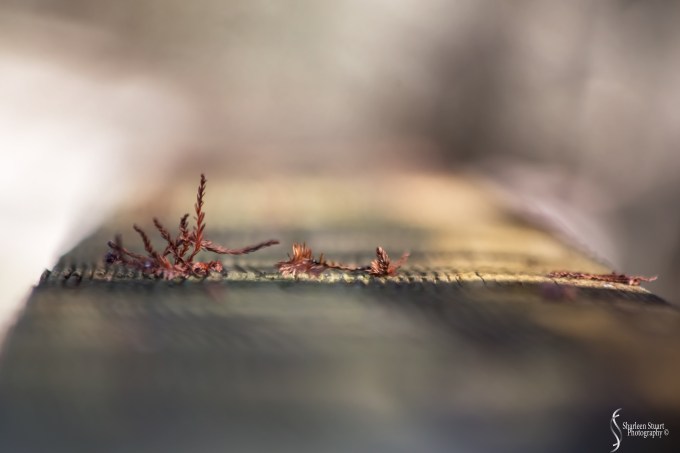 Green Cay Wetlands: February 15, 2019: 1584