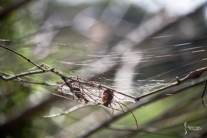 Green Cay Wetlands: February 15, 2019: 1597