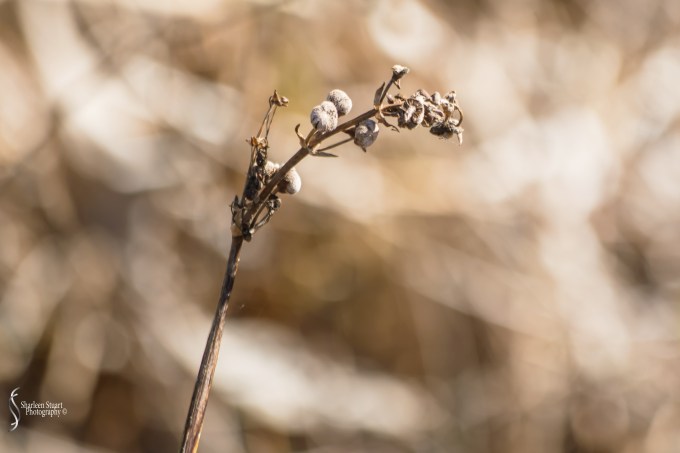 Green Cay Wetlands: February 15, 2019: 1624