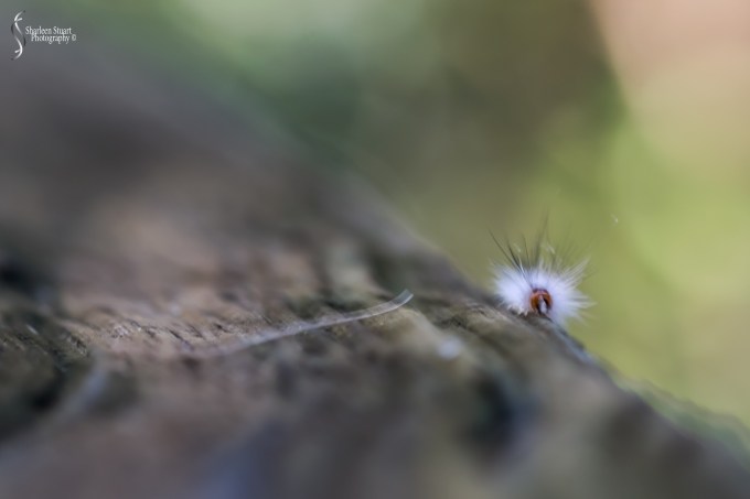 Green Cay Wetlands: February 15, 2019: 1671
