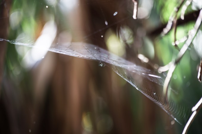 Green Cay Wetlands: February 15, 2019: 1681