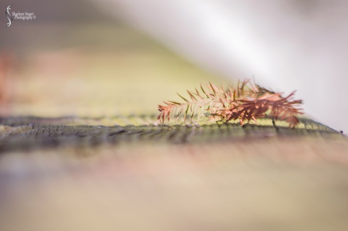 Green Cay Wetlands: February 15, 2019: 1735