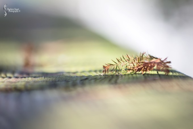 Green Cay Wetlands: February 15, 2019: 1736