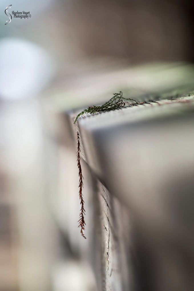 Green Cay Wetlands: February 15, 2019: 1737