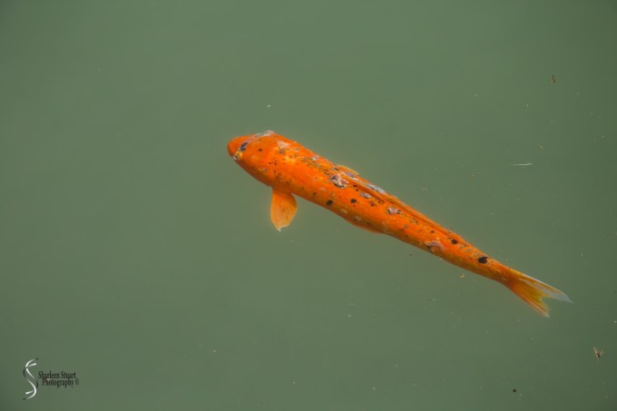 San Antonio:  April 9-13, 2019: 4163