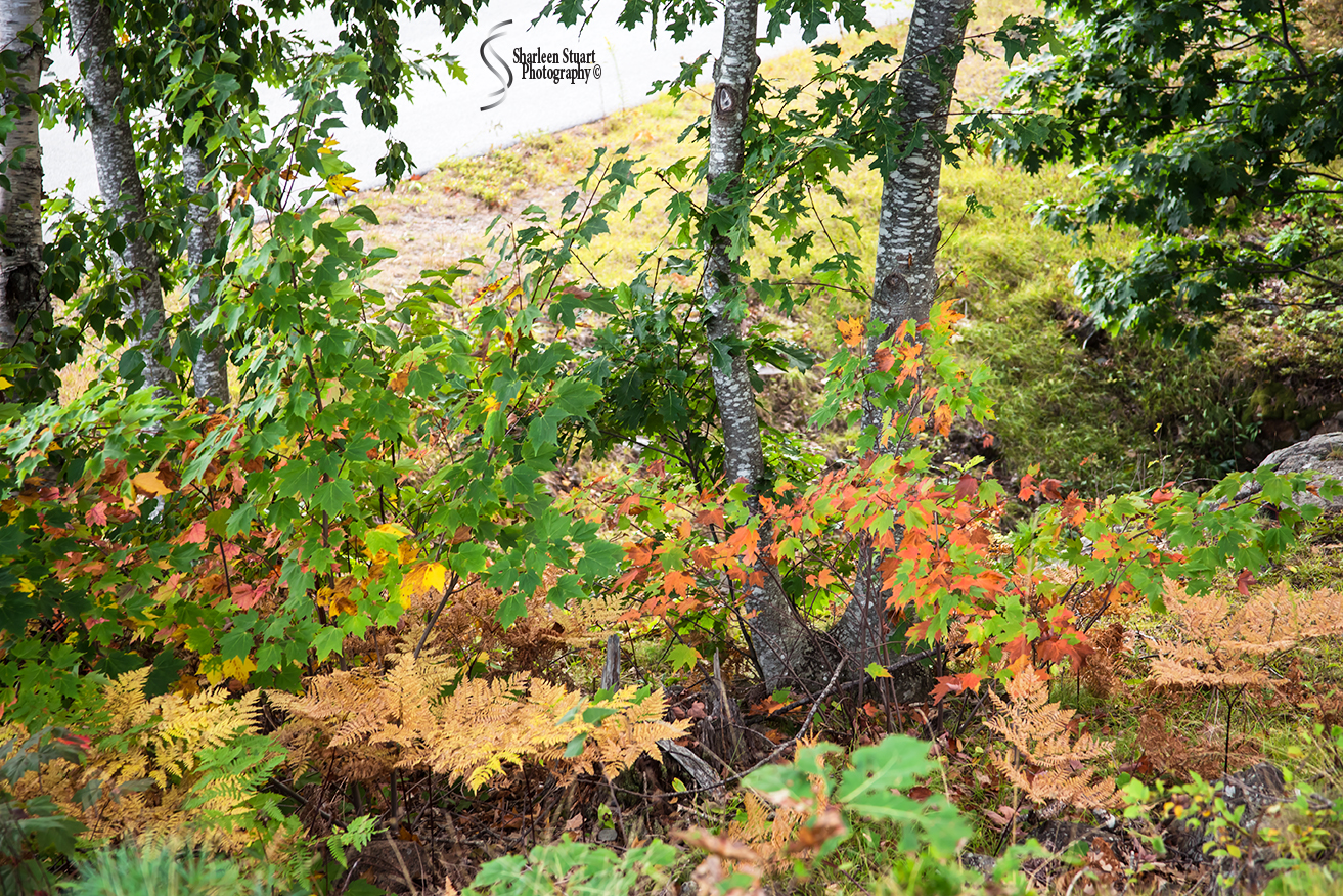 Maine, New Hampshire, Massachusetts:  September 2018: 0121