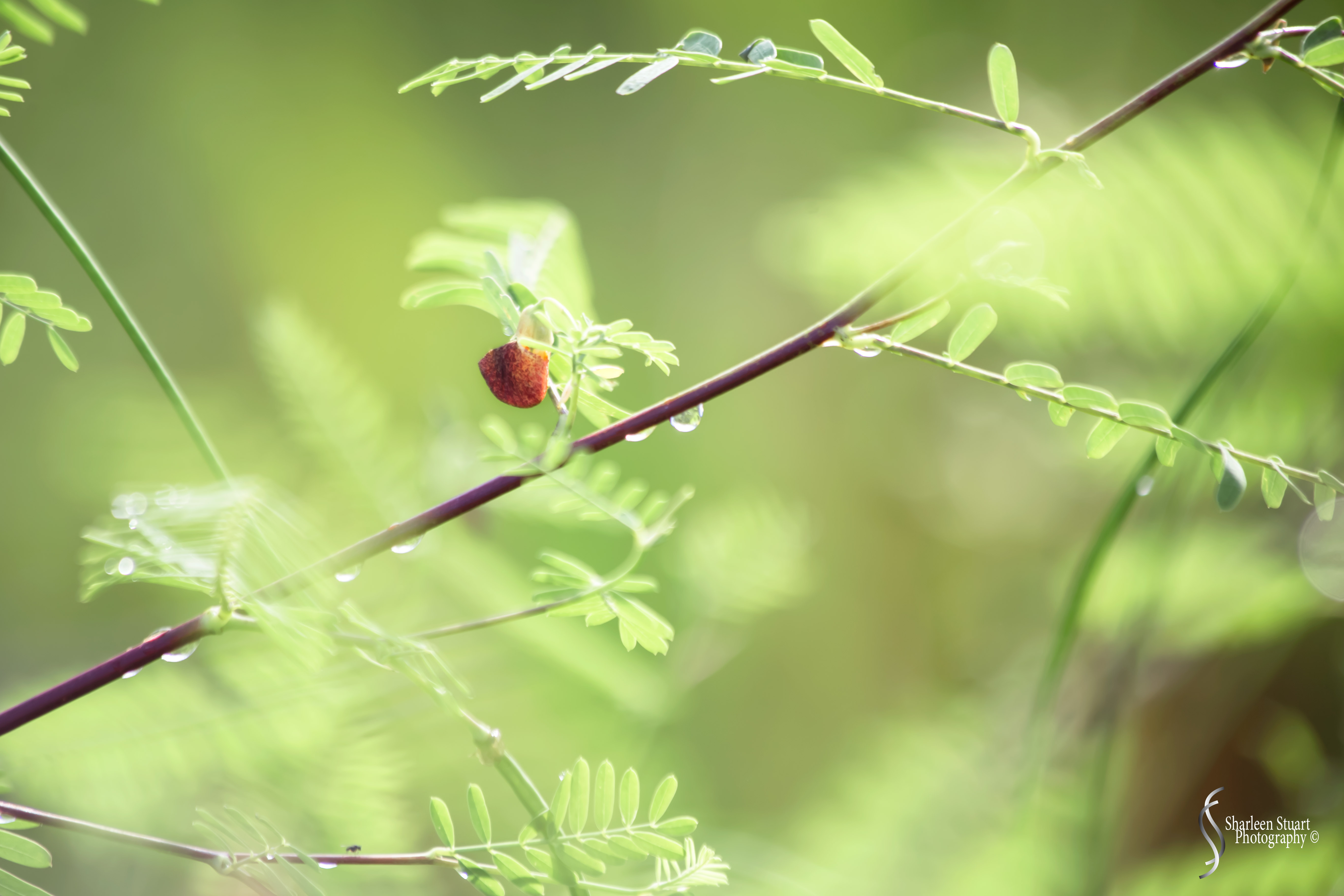 Green Cay Wetlands: August 16, 2019: 0062