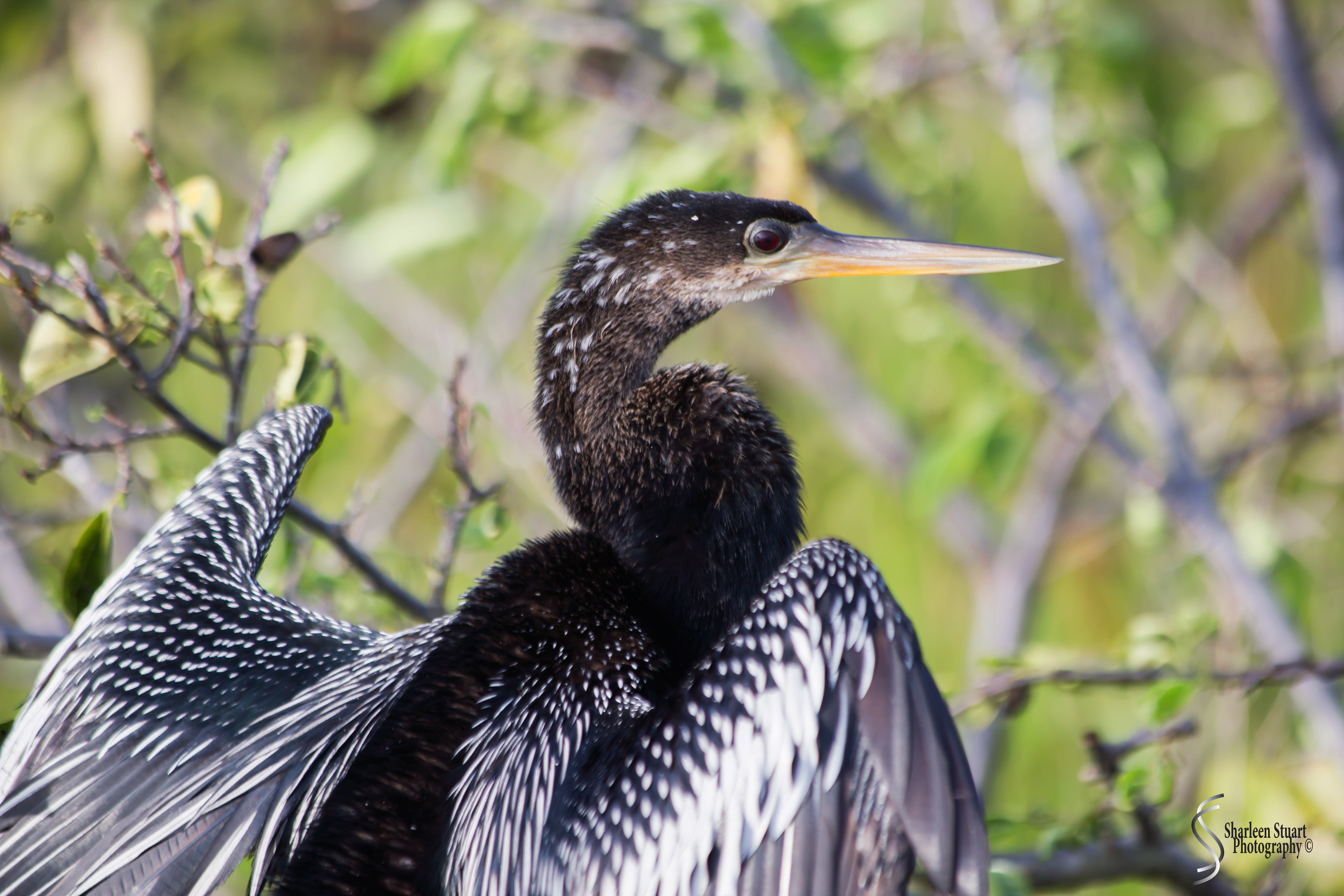Green Cay Wetlands: August 16, 2019: 0068