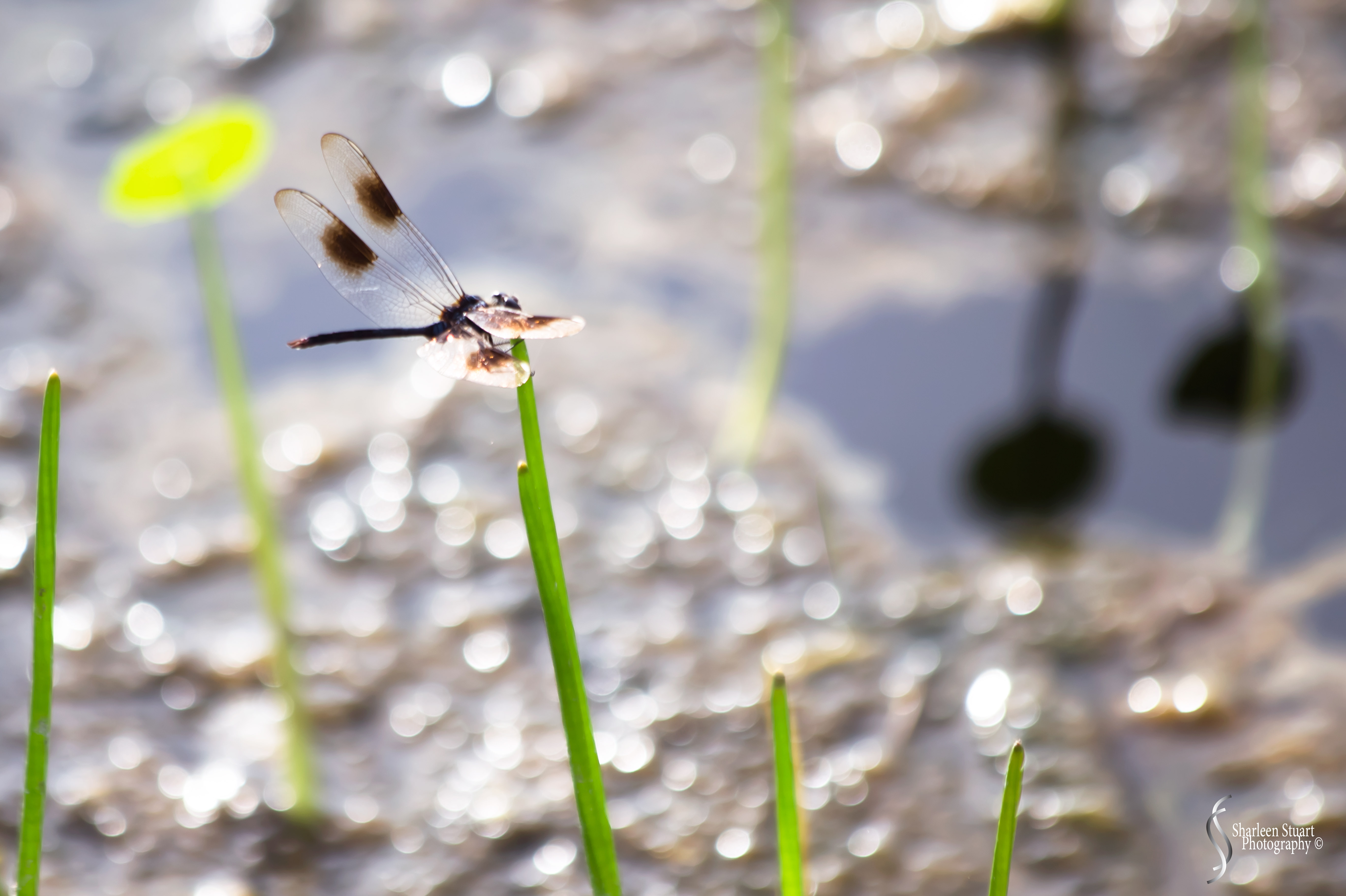 Green Cay Wetlands: August 16, 2019: 0071