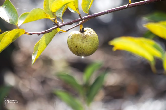 Green Cay Wetlands:  August 16, 2019: 0093