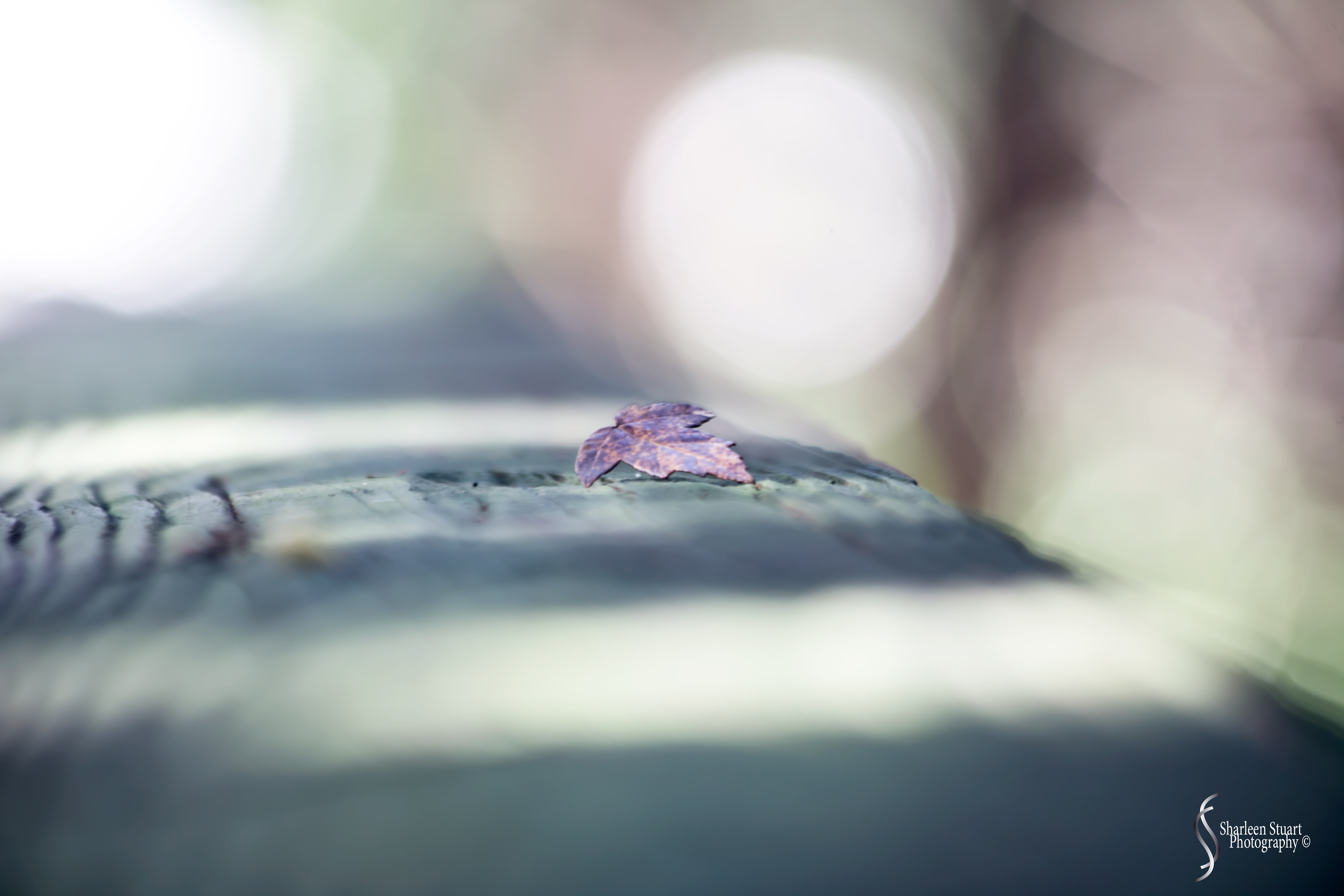 Green Cay Wetlands: August 16, 2019: 0123