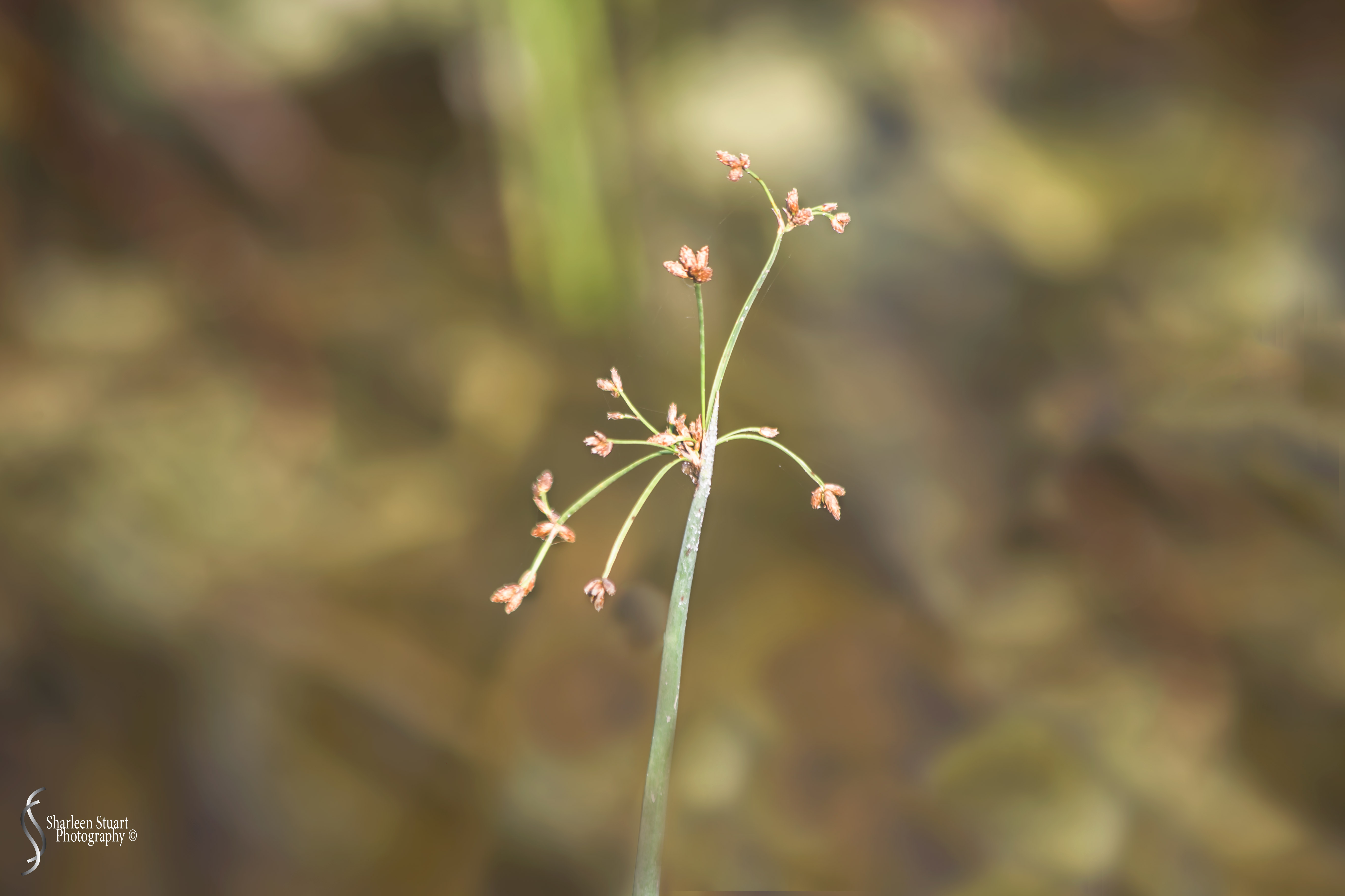 Green Cay Wetlands: August 16, 2019: 0186