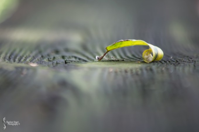 Green Cay Wetlands:  August 16, 2019: 0212