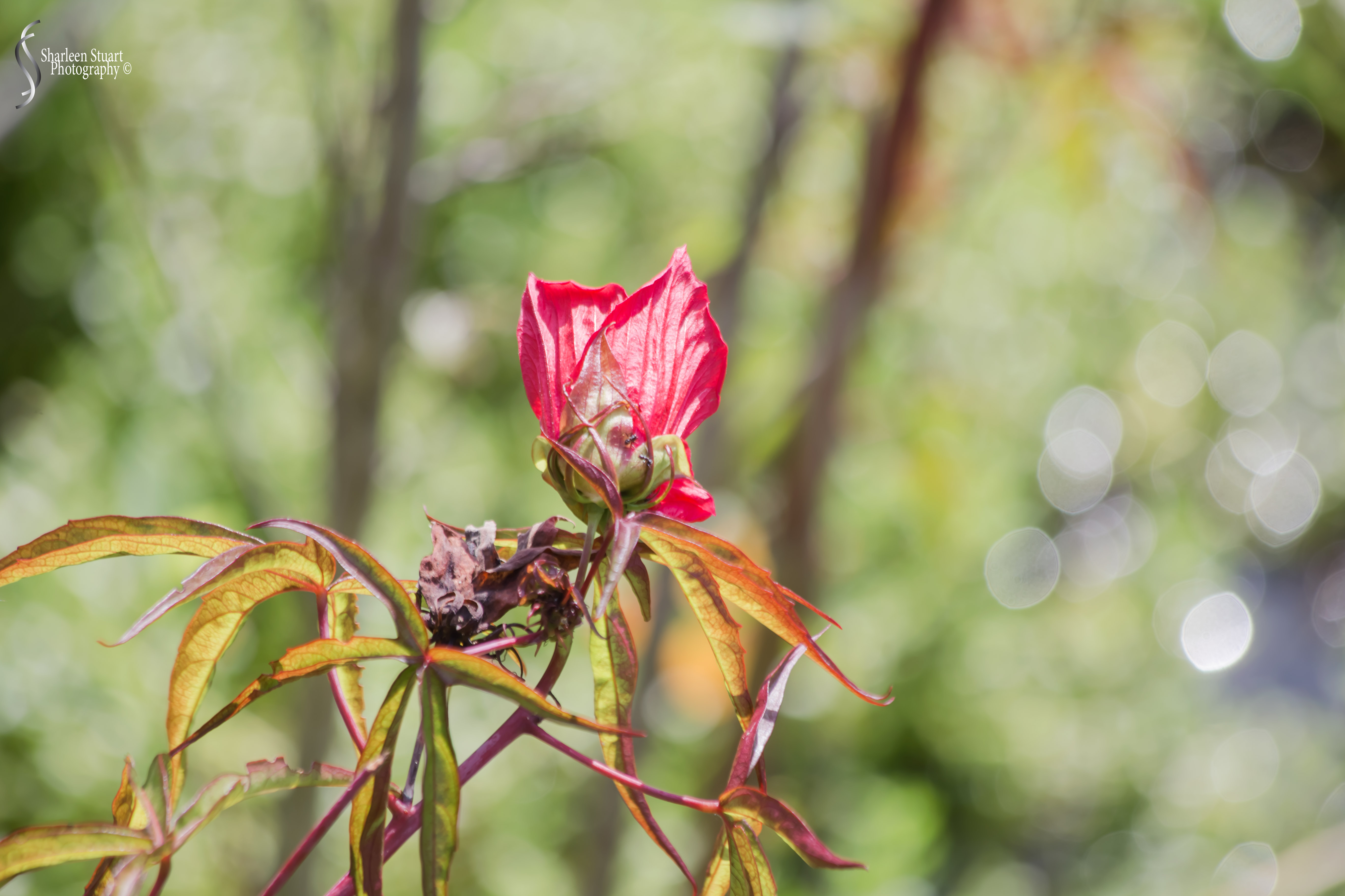 Green Cay Wetlands: August 16, 2019: 0221