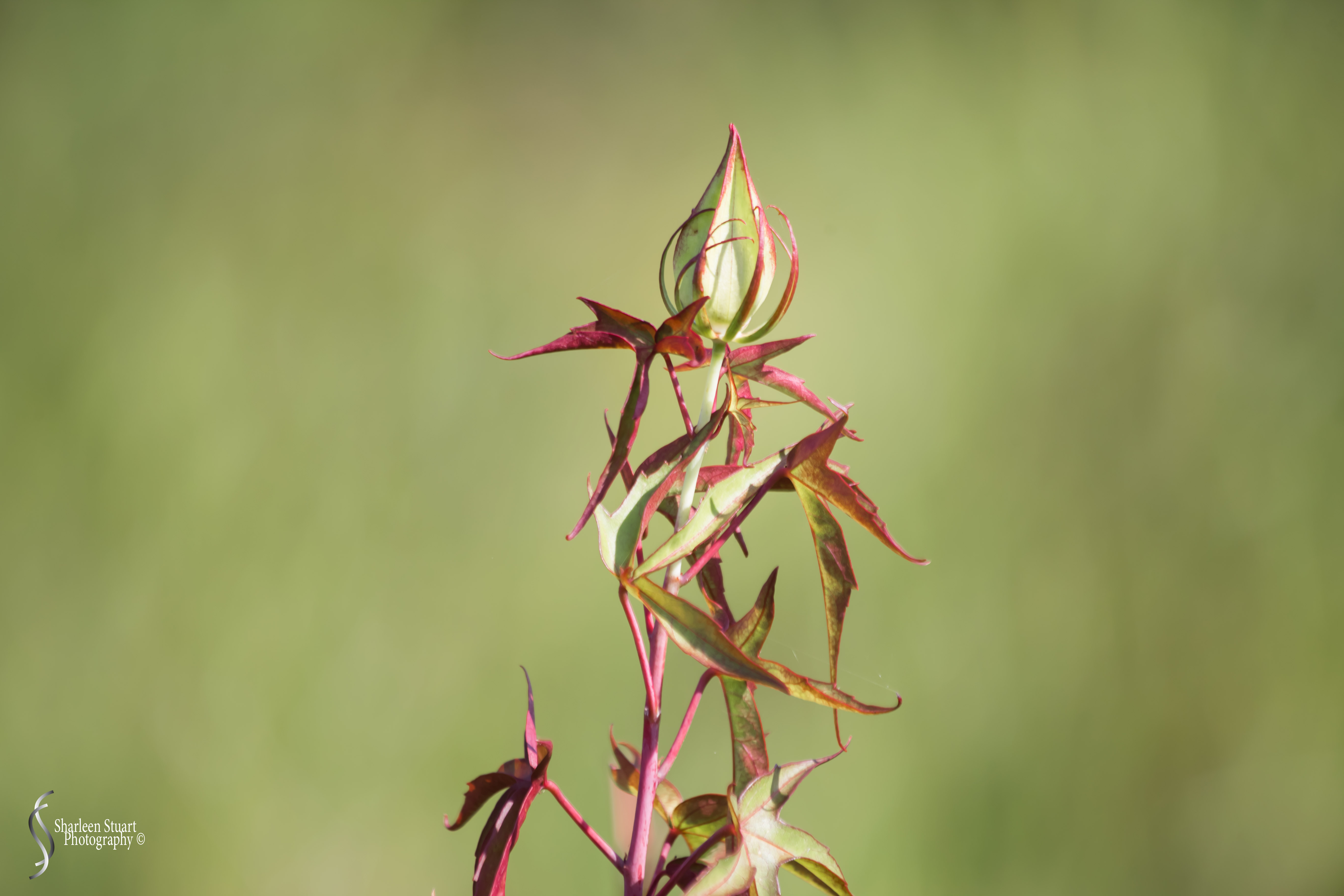 Green Cay Wetlands: August 16, 2019: 0227