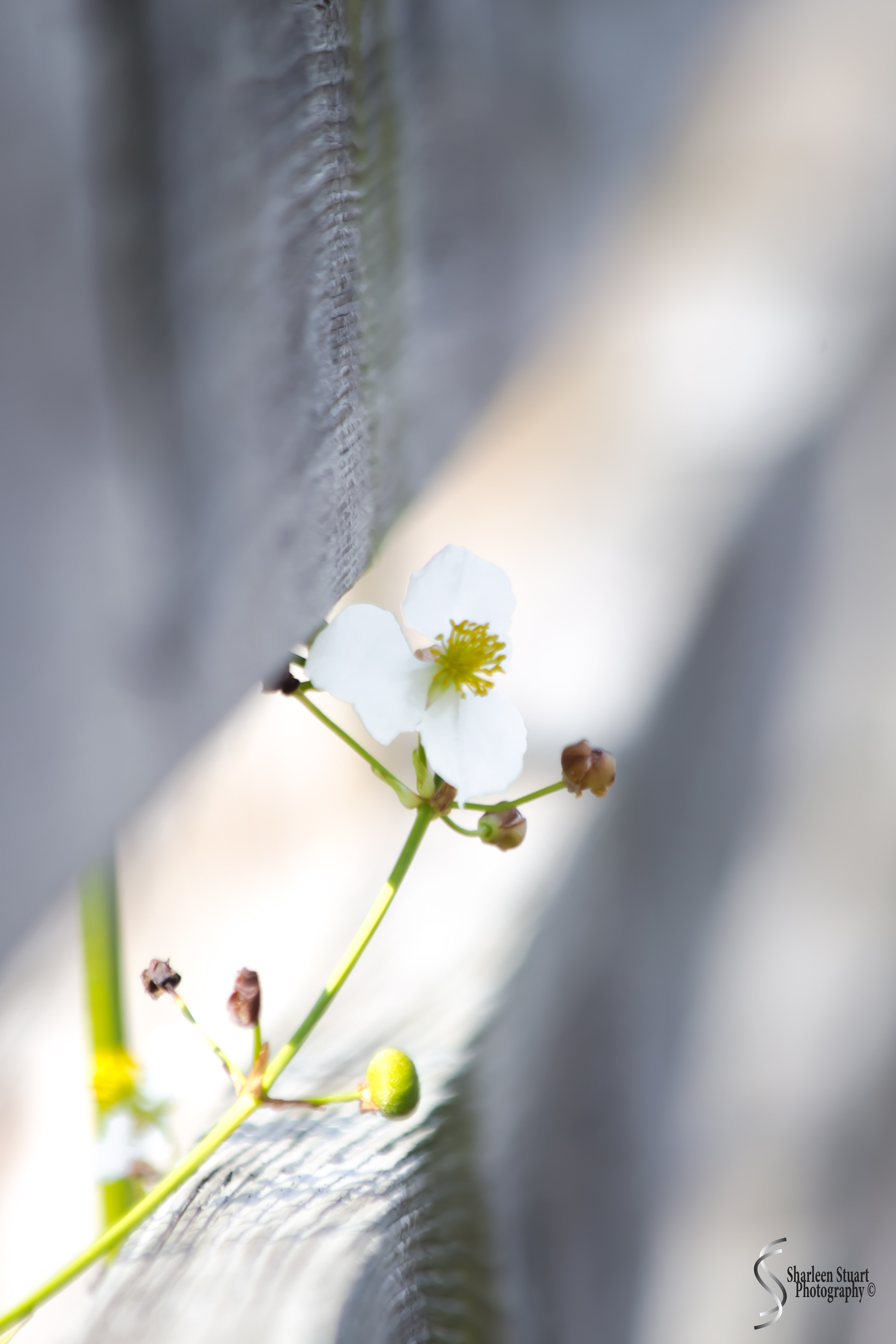 Green Cay Wetlands: August 16, 2019: 0233