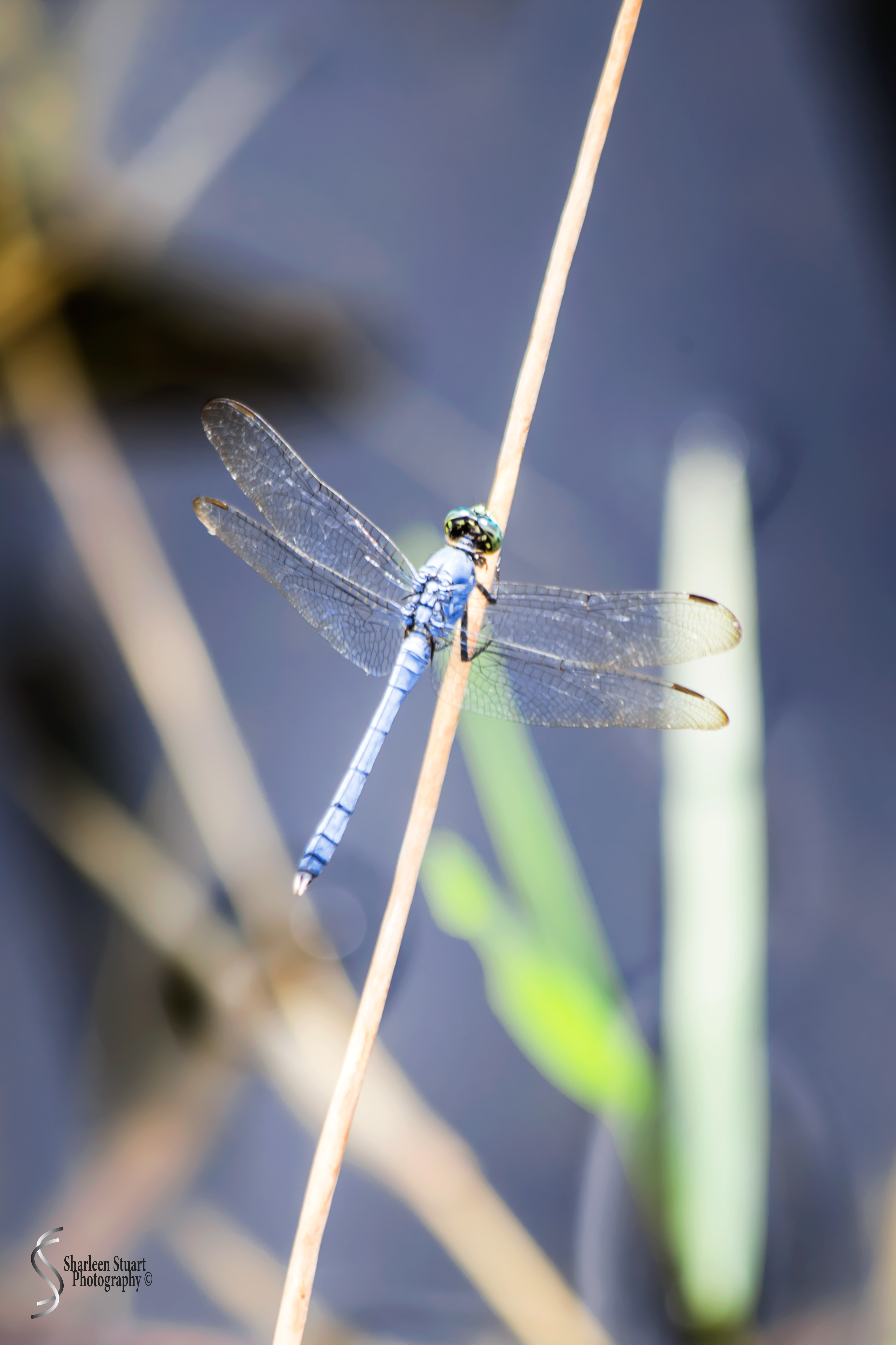 Green Cay Wetlands: August 16, 2019: 0266