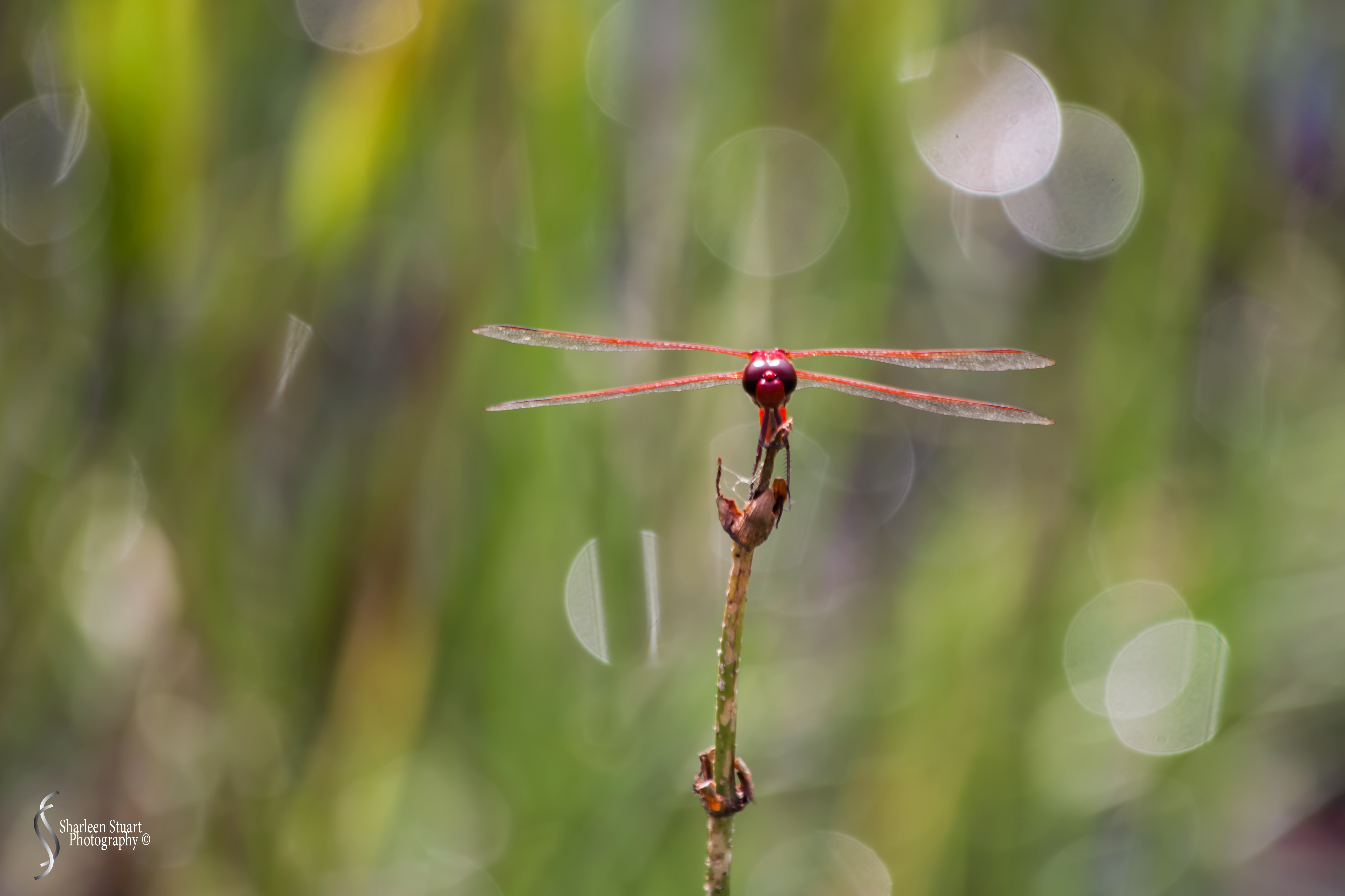 Green Cay Wetlands: August 16, 2019: 0271