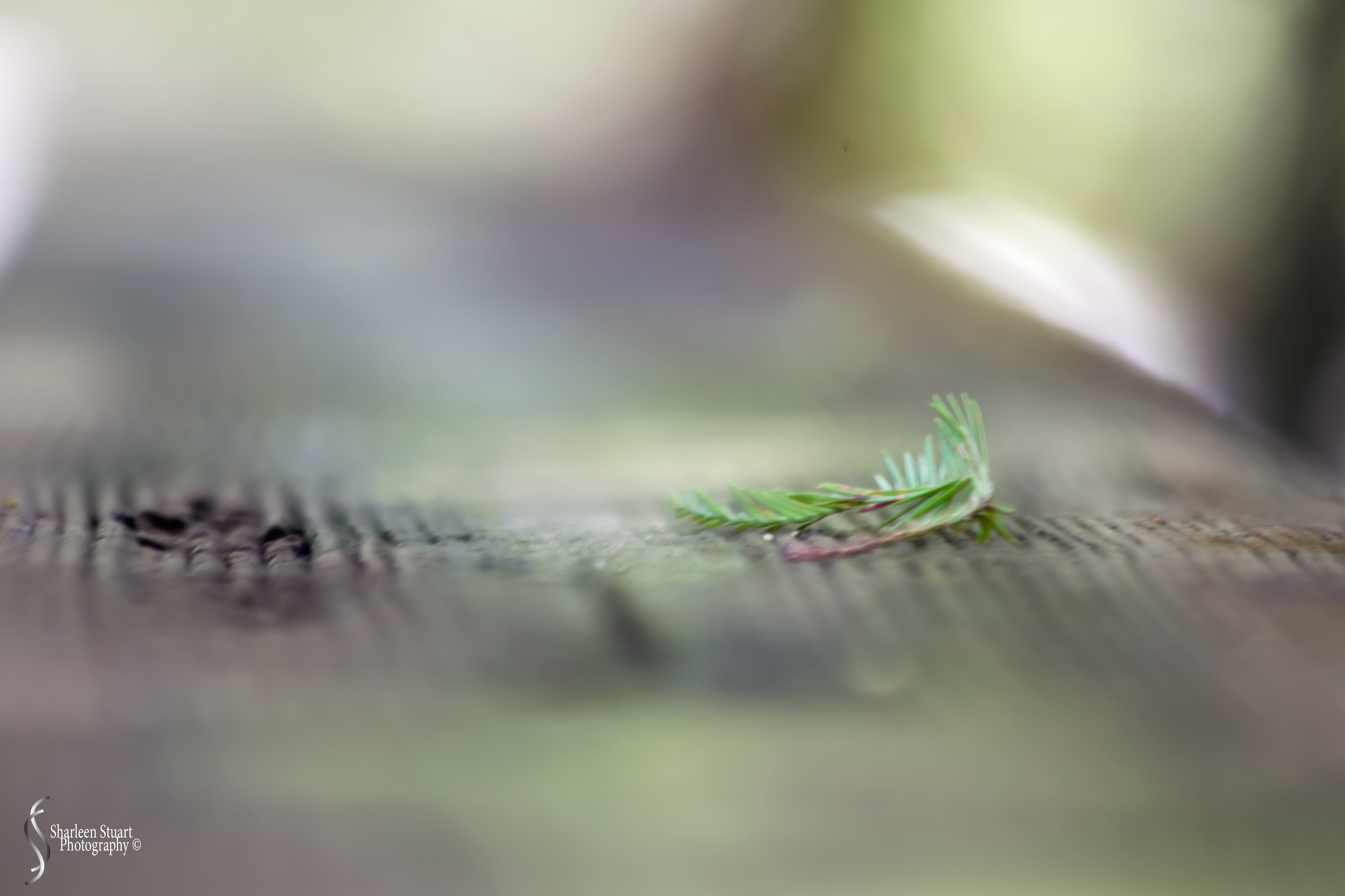 Green Cay Wetlands: August 16, 2019: 0285