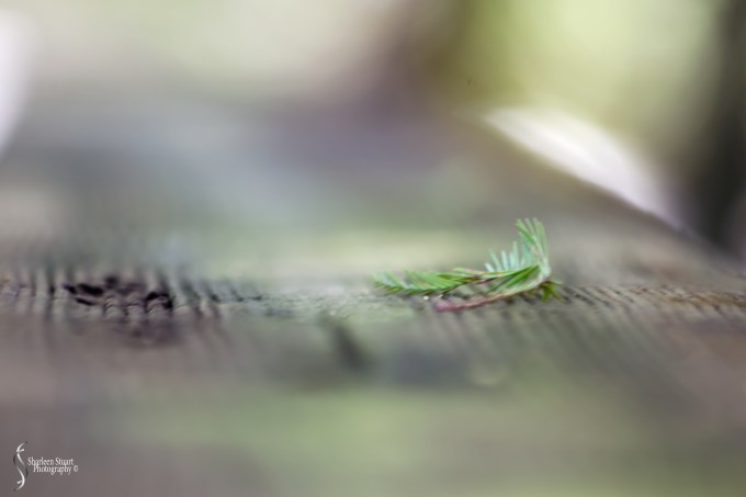 Green Cay Wetlands:  August 16, 2019: 0285