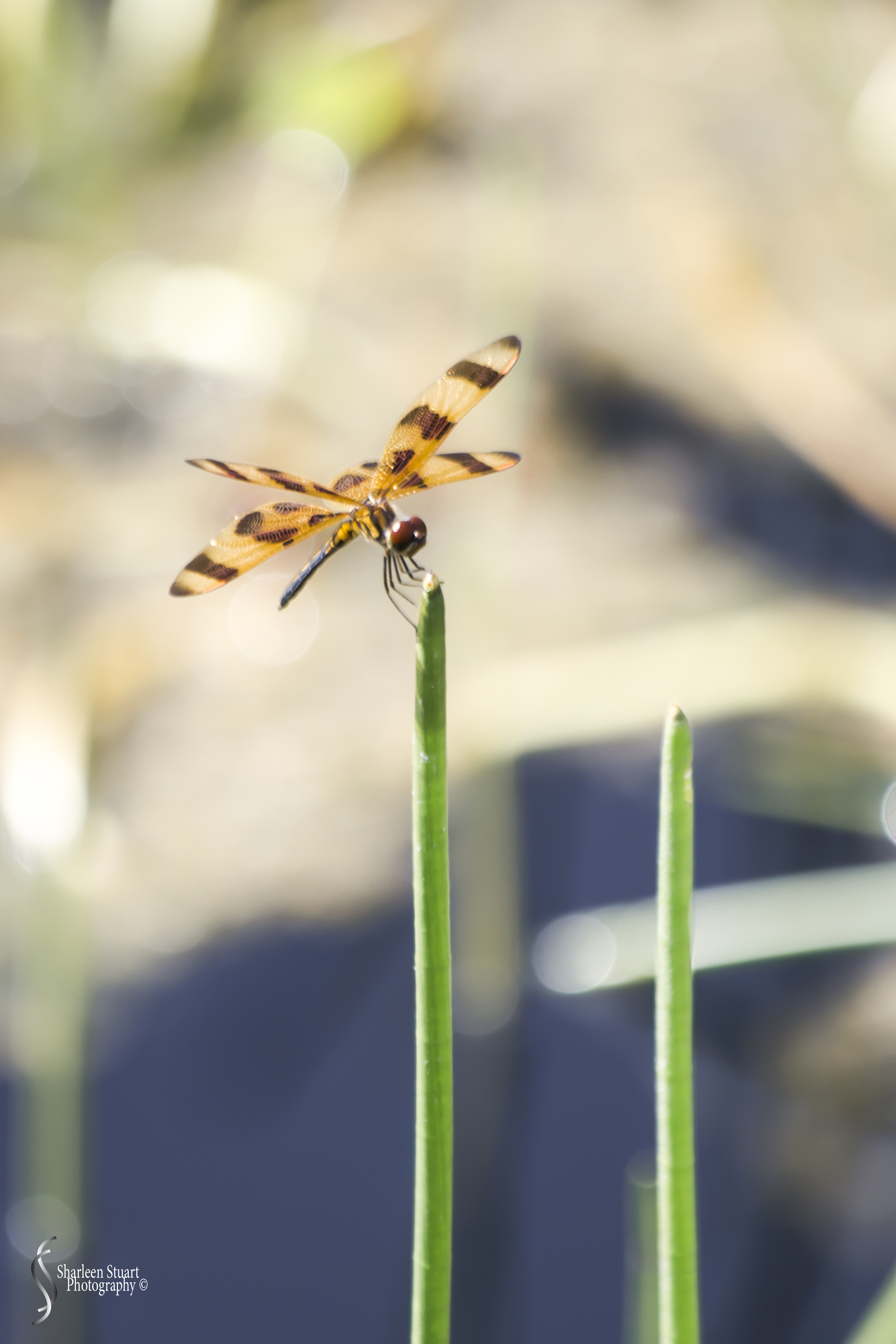 Green Cay Wetlands: August 16, 2019: 0300