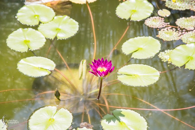 Viscaya Miami:  August 17, 2019: 0424