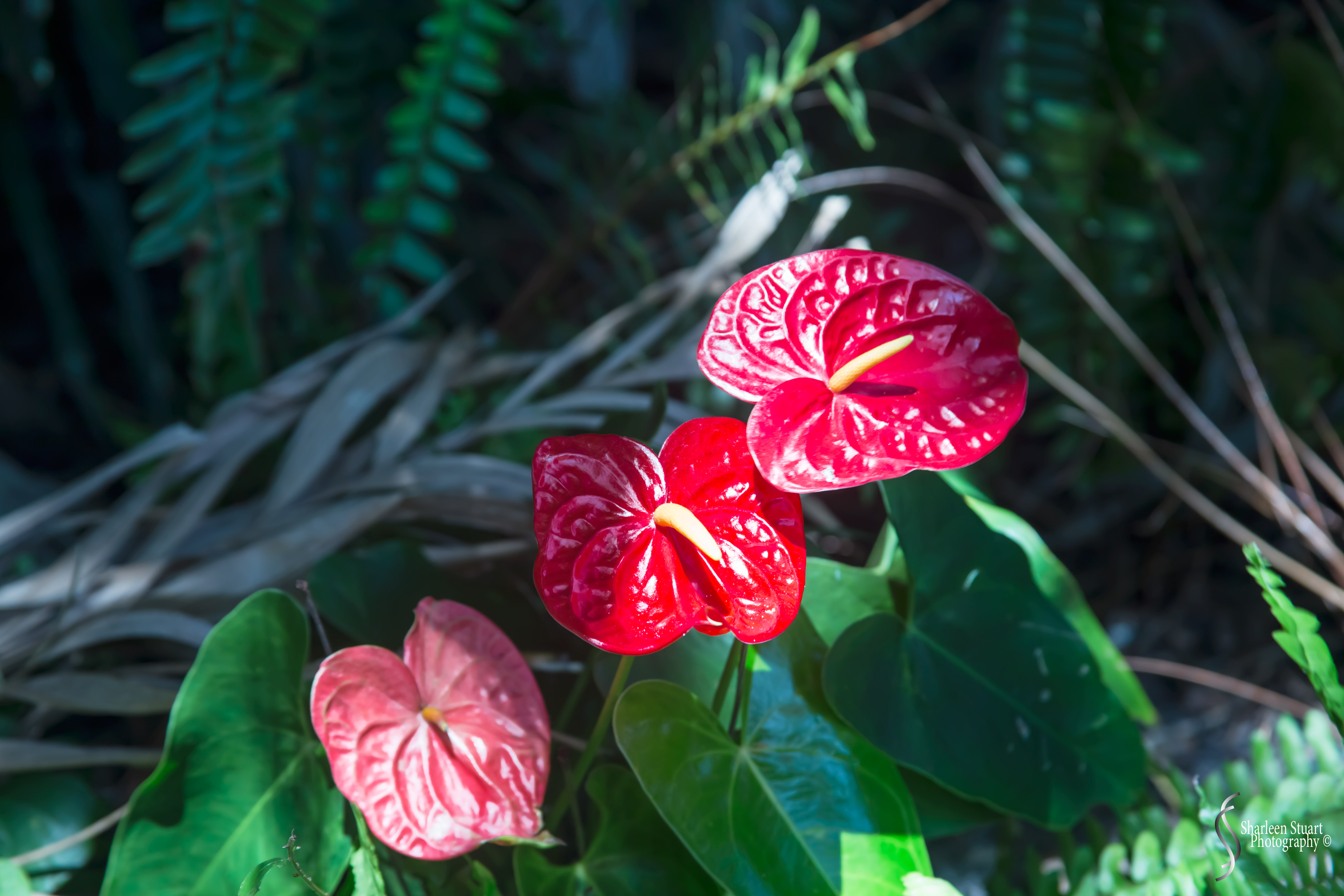 Viscaya Miami: August 17, 2019: 0439