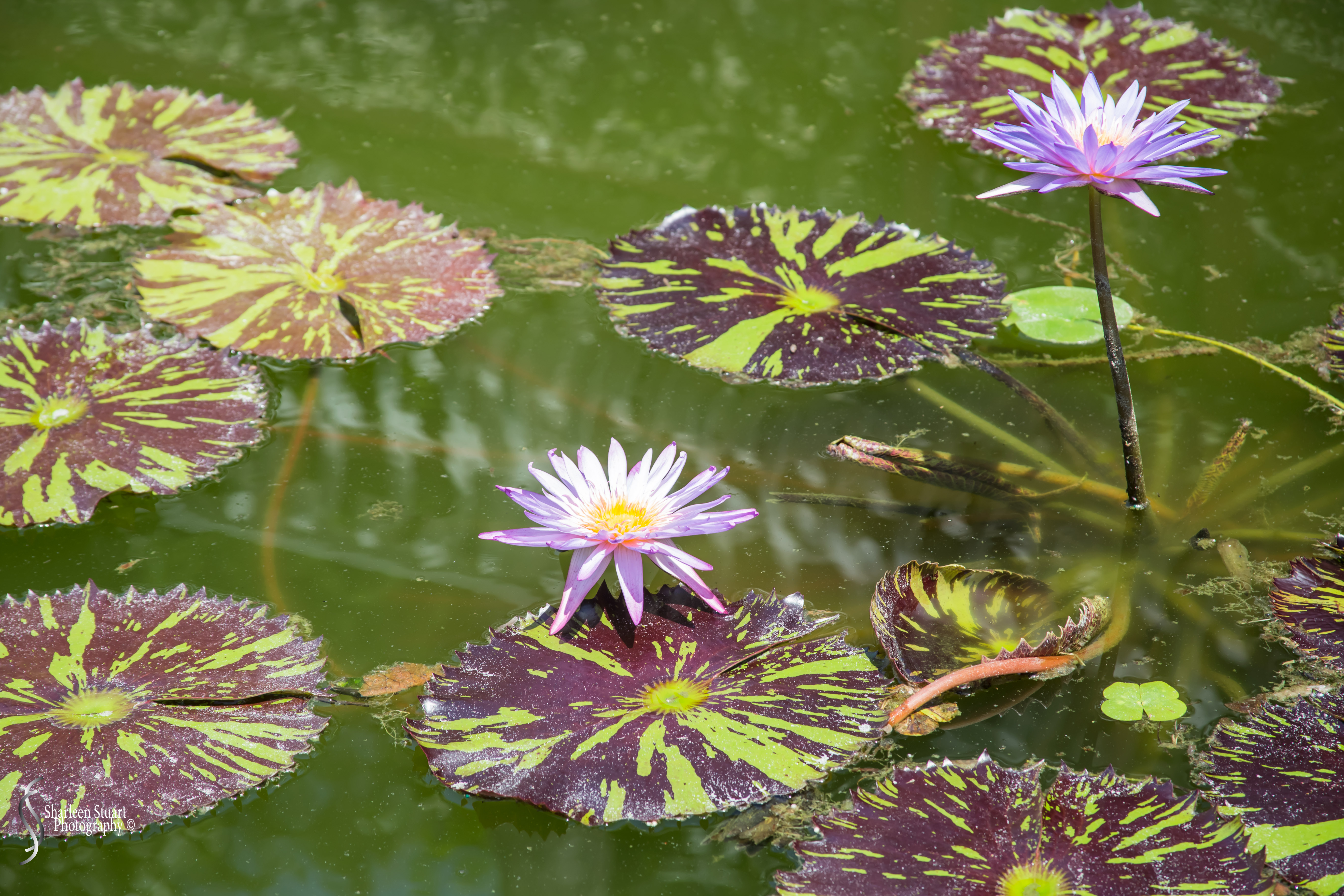 Viscaya Miami: August 17, 2019: 0485