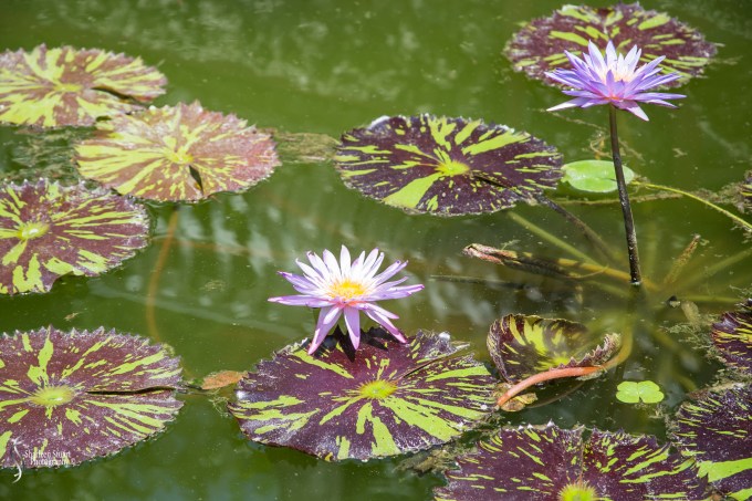 Viscaya Miami:  August 17, 2019: 0485