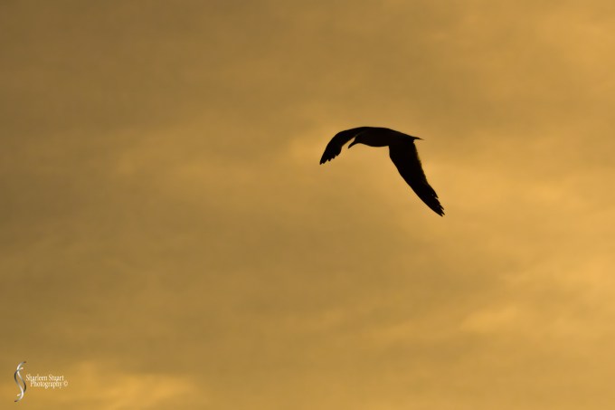 Sunrise: South Beach, BR: August 11, 2019: 9954