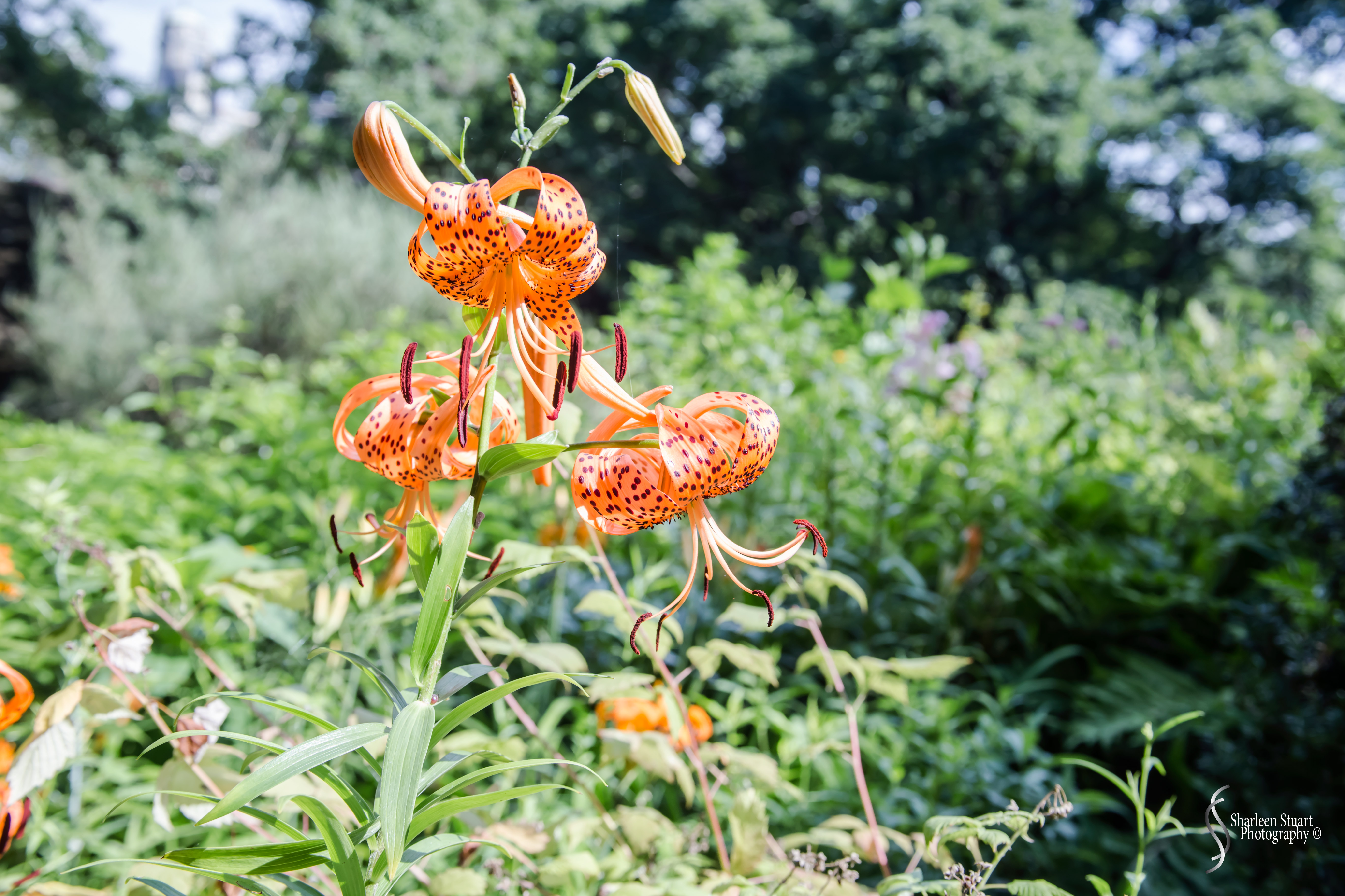 New York: July 20-24, 2019: 8790