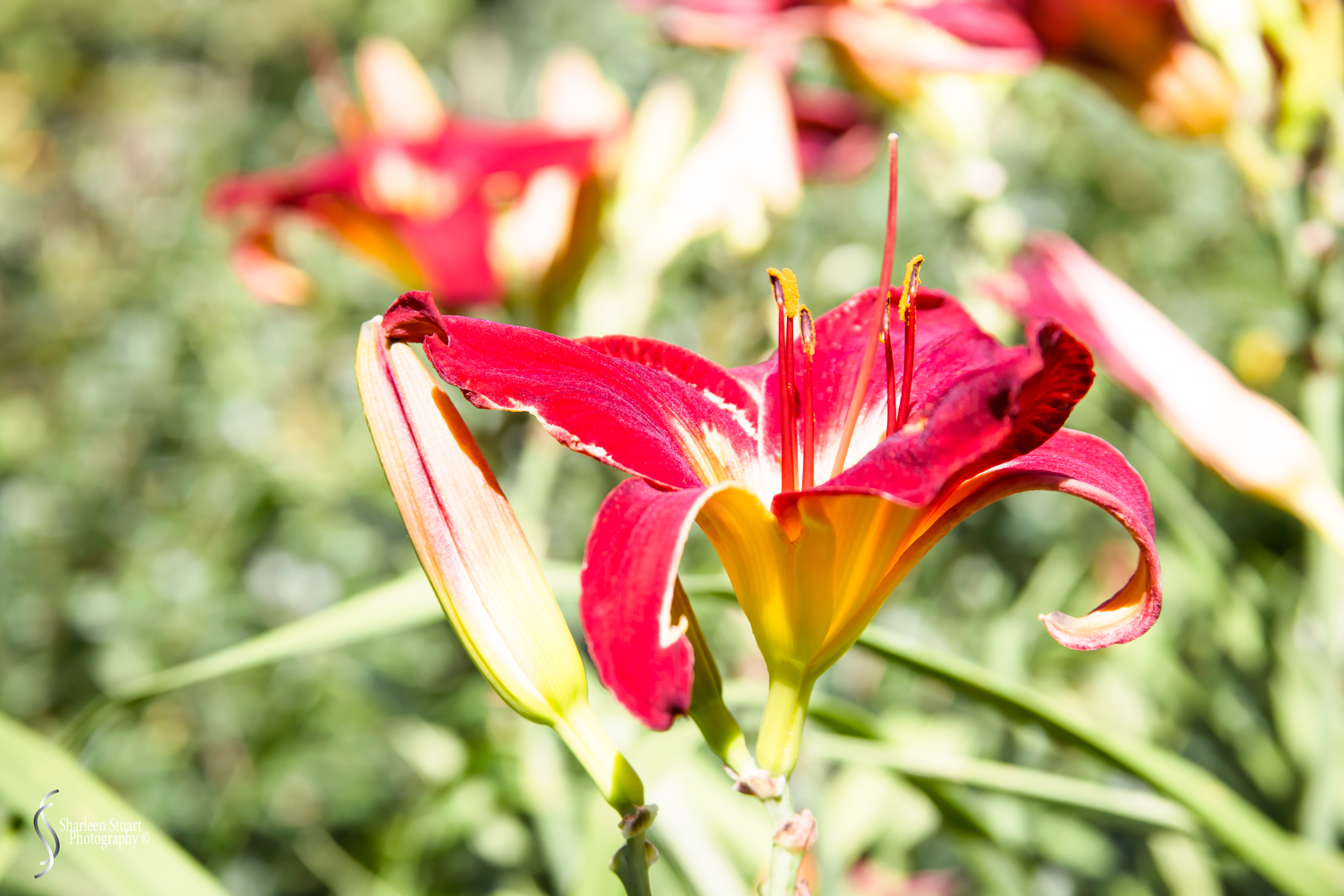 New York: July 20-24, 2019: 8793