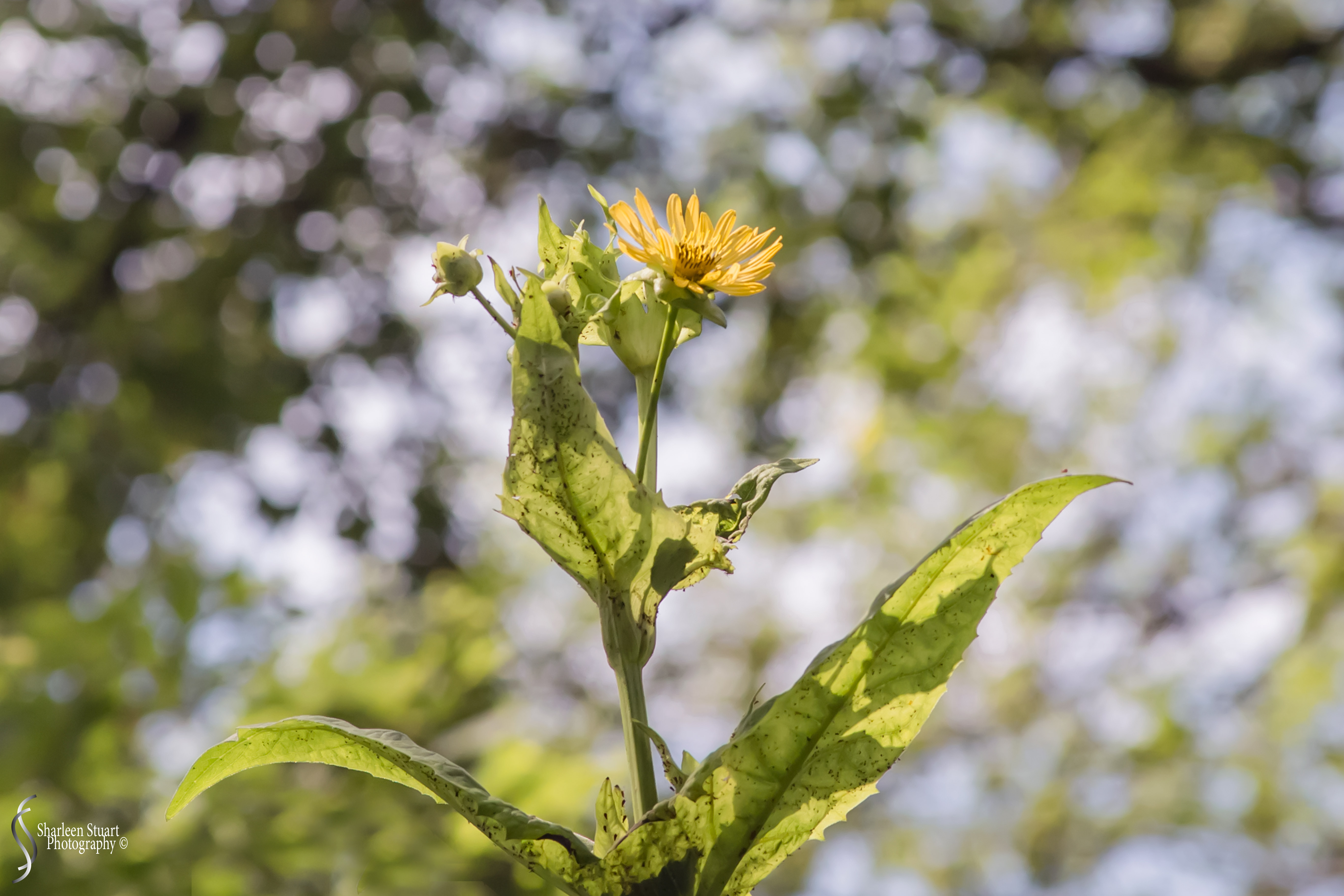 New York: July 20-24, 2019: 8864