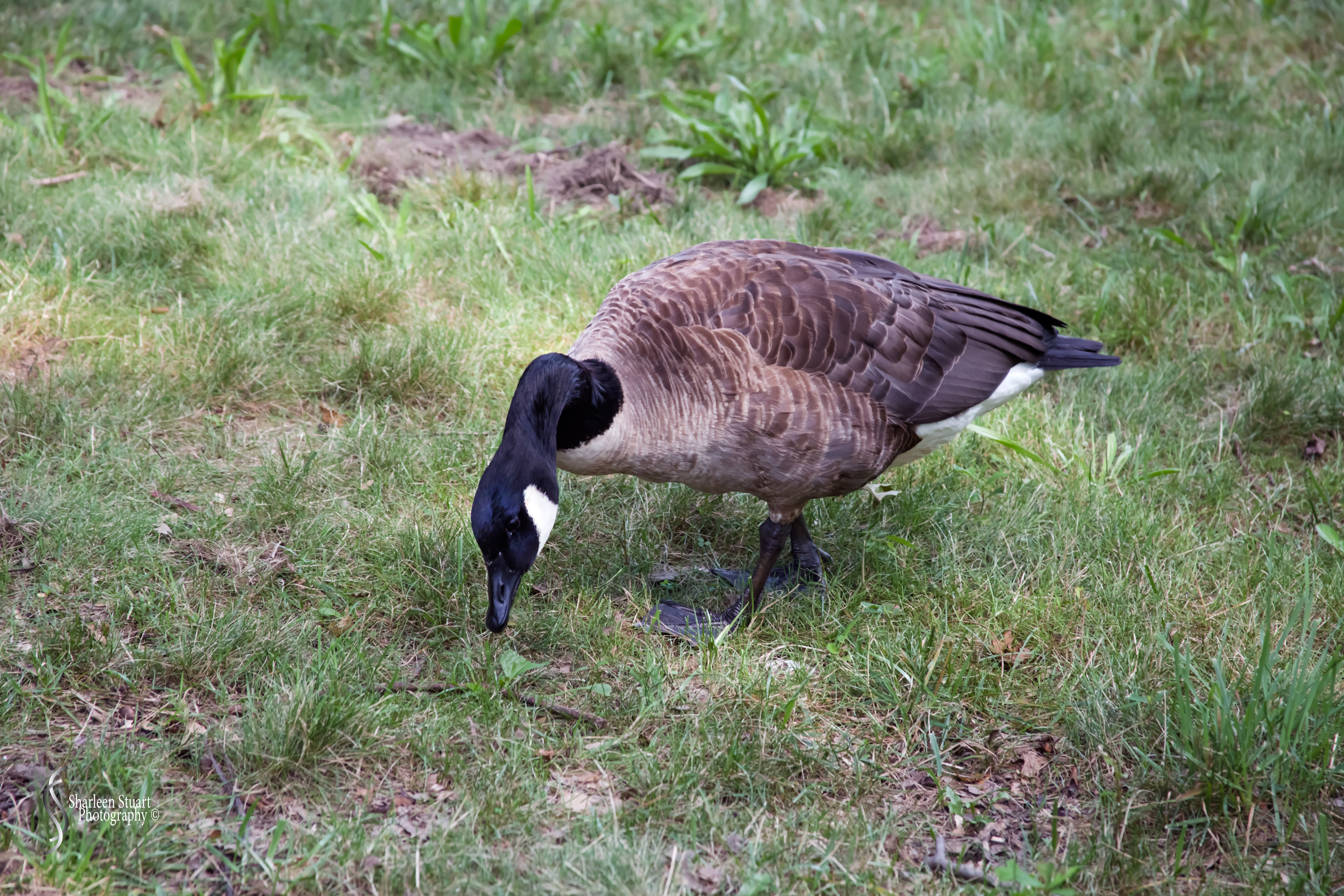 New York: July 20-24, 2019: 8867