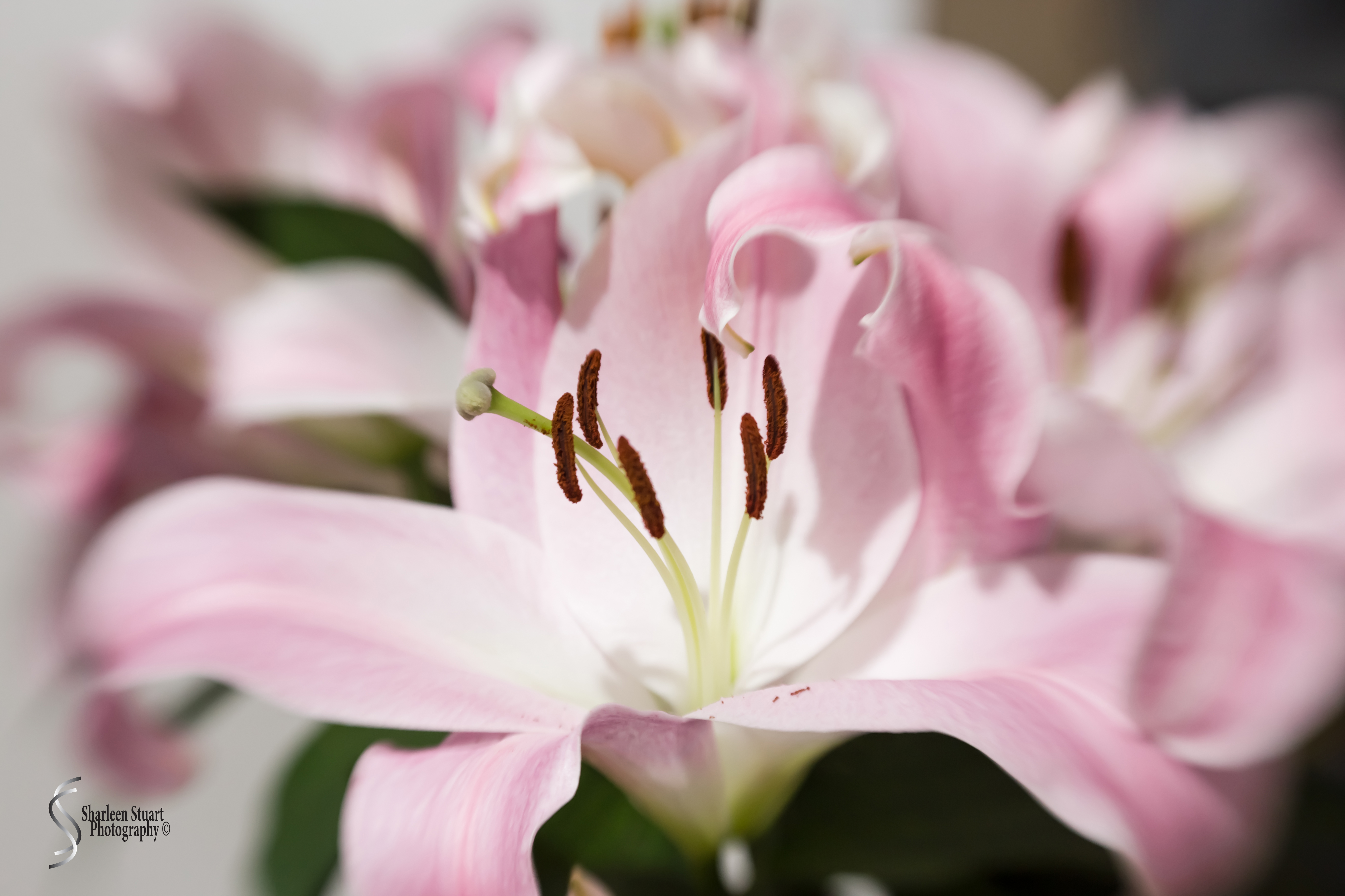 Lily: March 13, 2017: 9320