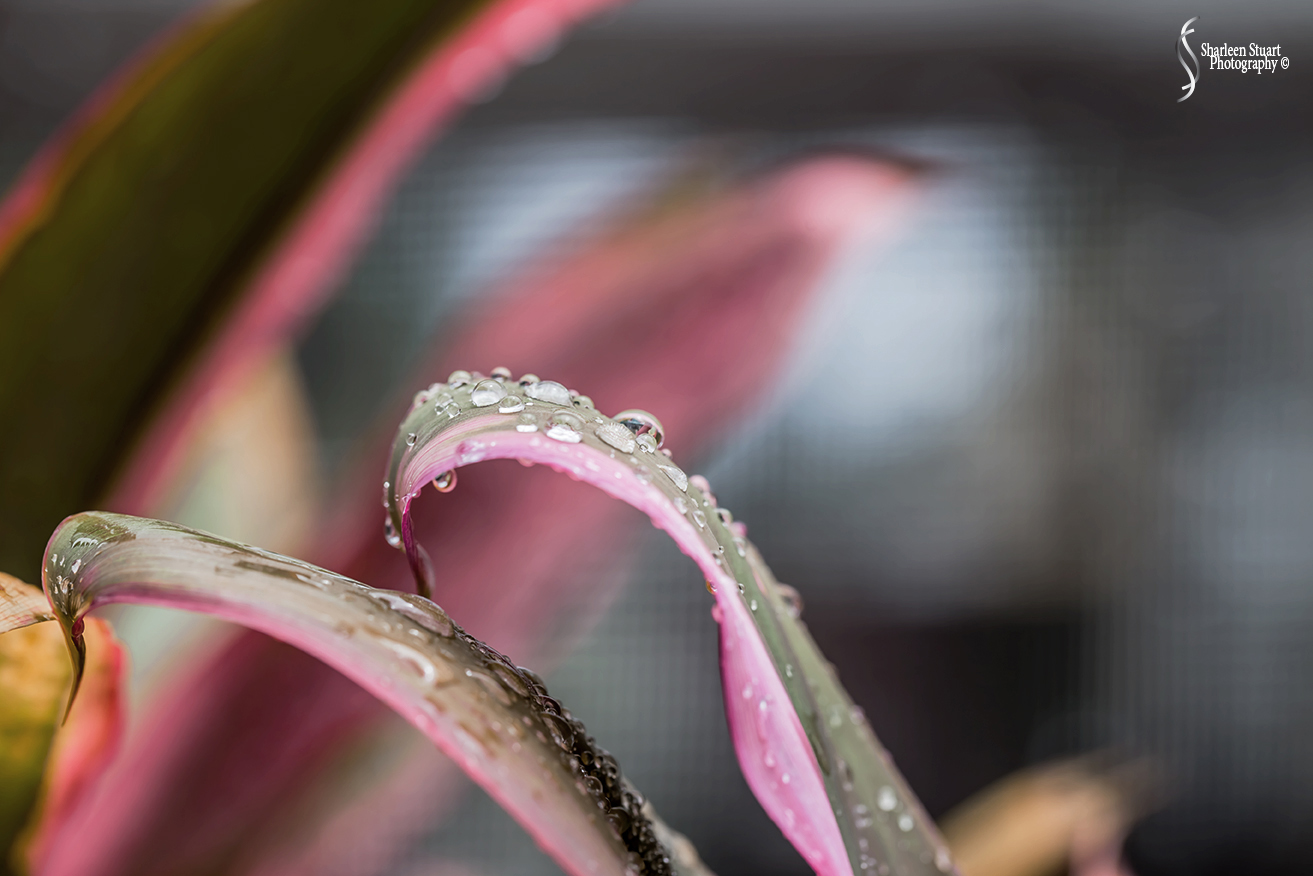 Out on the back canal: May 27, 2018: 4961
