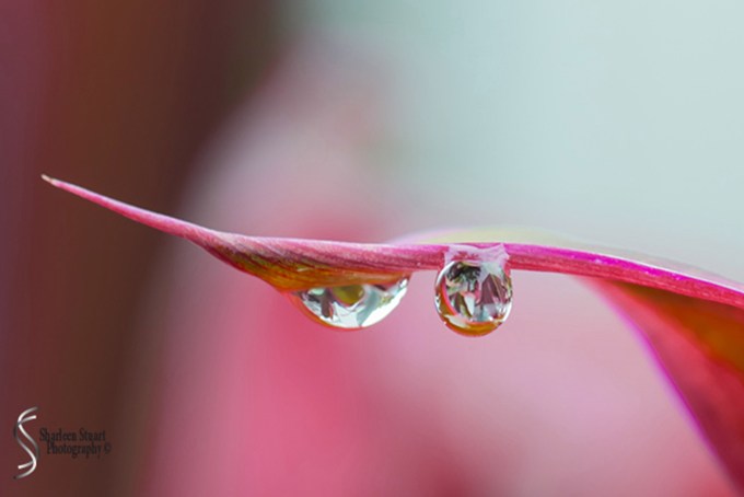 Out on the back canal: June 4, 2017: 4388