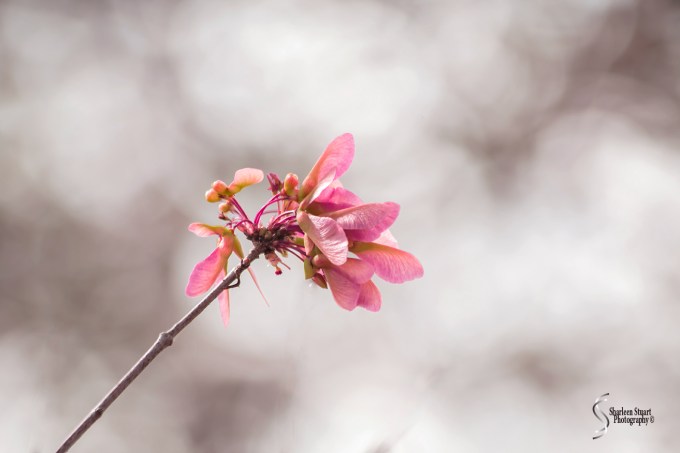 Wakodahatchee Wetlands: DFebruary 4, 2018: 0409