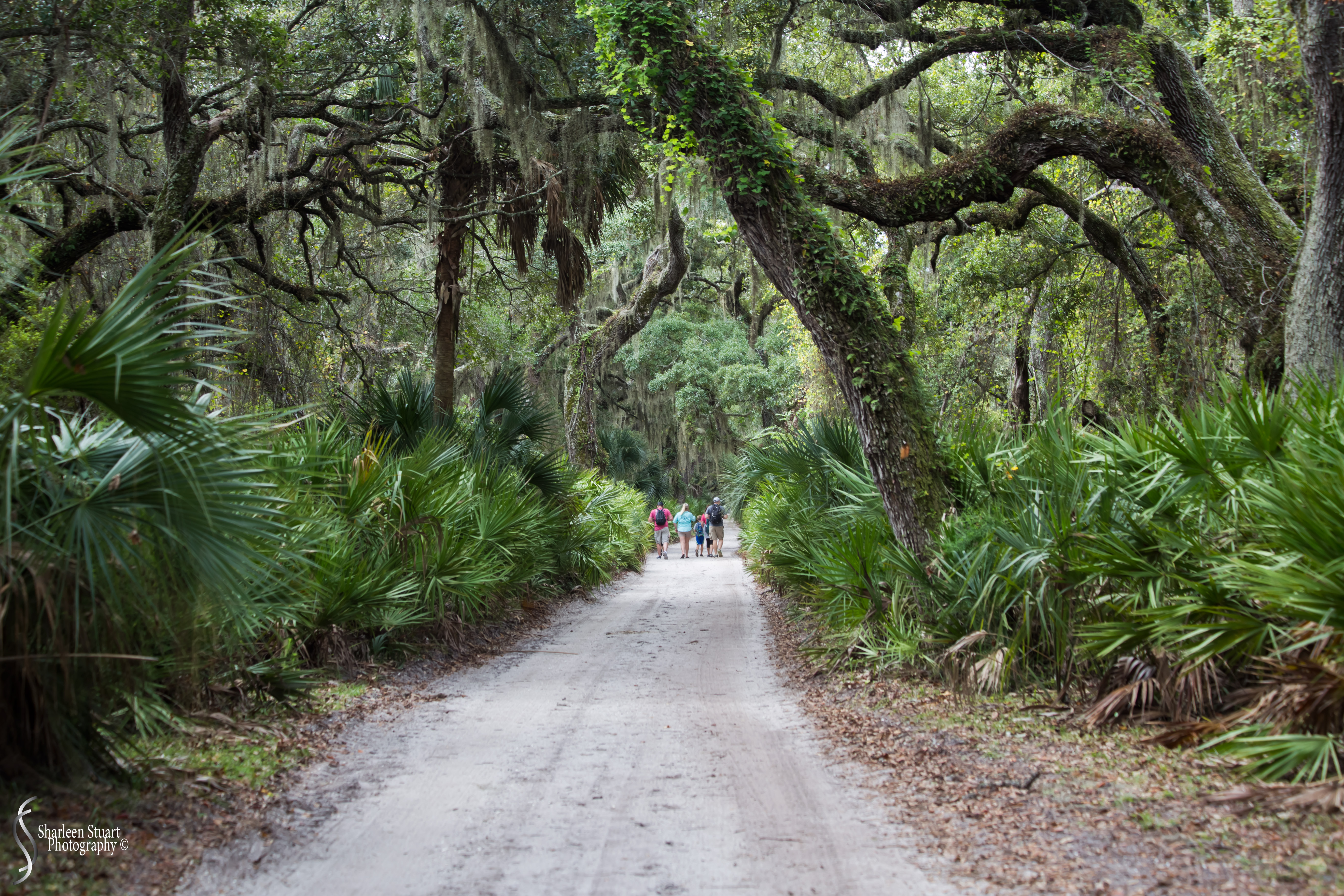 Cumberland Island trip Georgia:  October 11, 2019: 2241