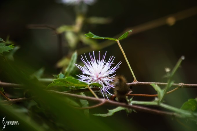 Cumberland Island trip Georgia:  October 11, 2019: 2250