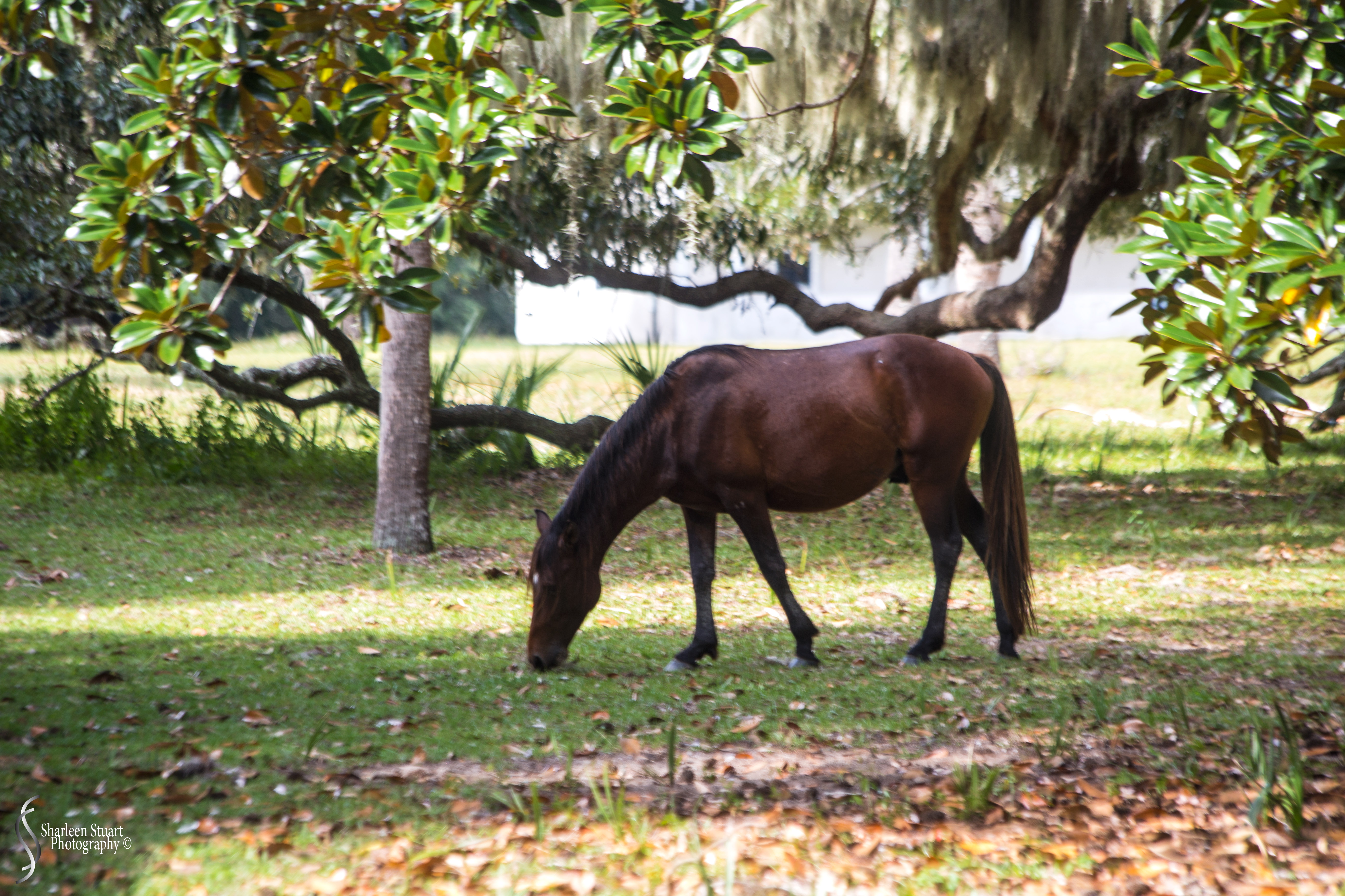 Cumberland Island trip Georgia:  October 11, 2019: 2253