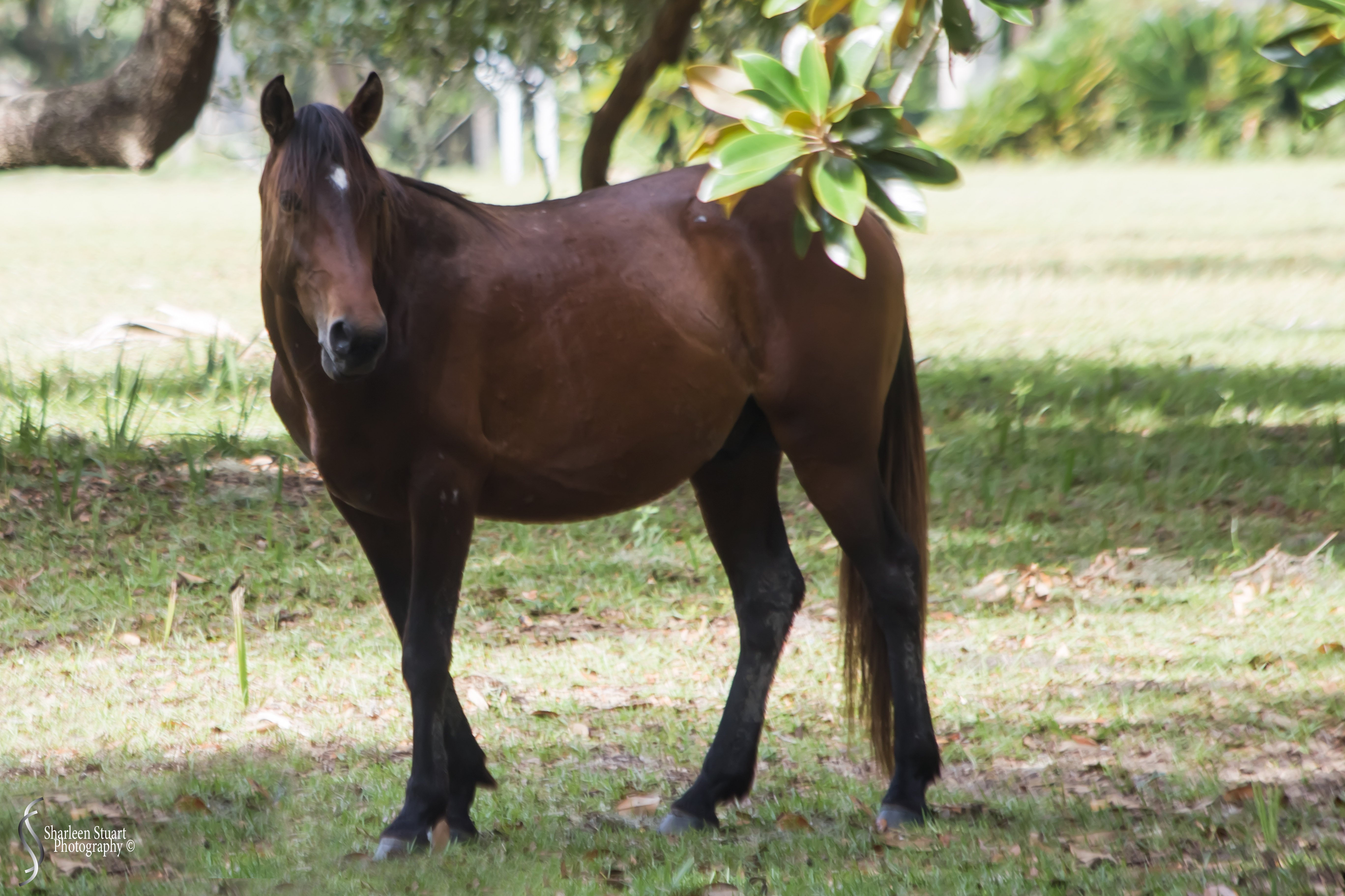 Cumberland Island trip Georgia:  October 11, 2019: 2255