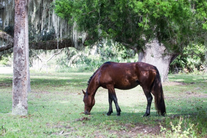 Cumberland Island trip Georgia:  October 11, 2019: 2259
