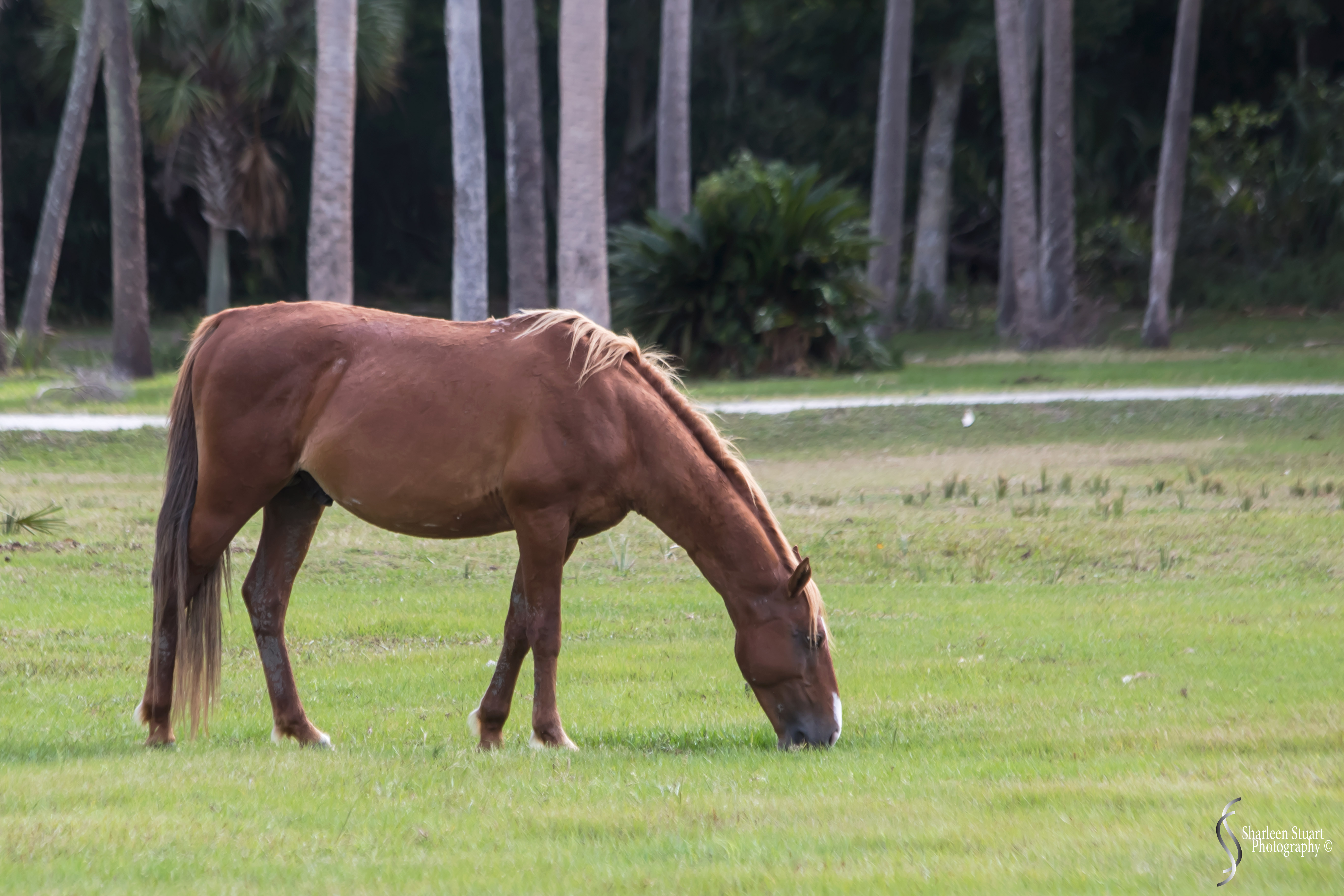 Cumberland Island trip Georgia:  October 11, 2019: 2280