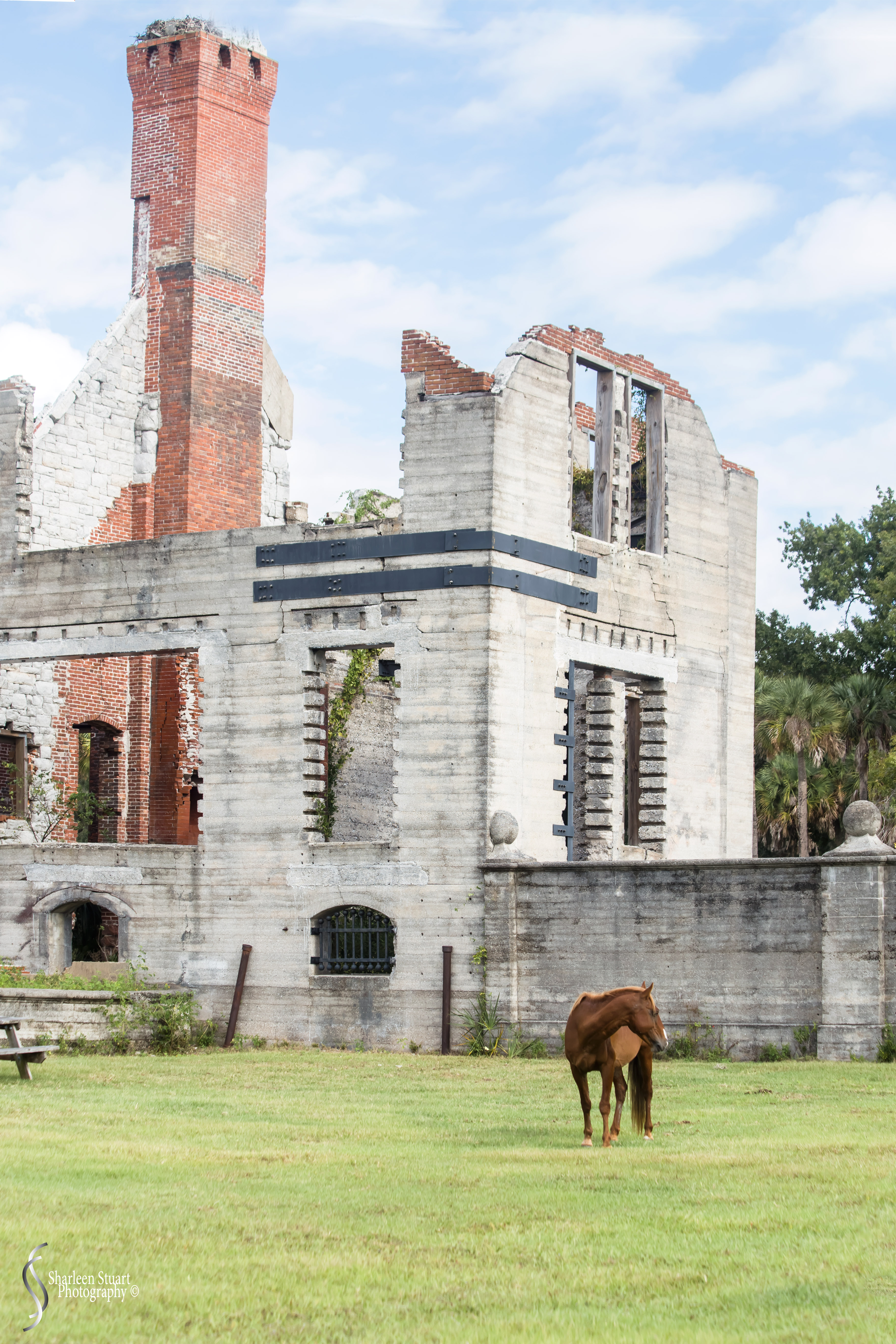 Cumberland Island trip Georgia:  October 11, 2019: 2283