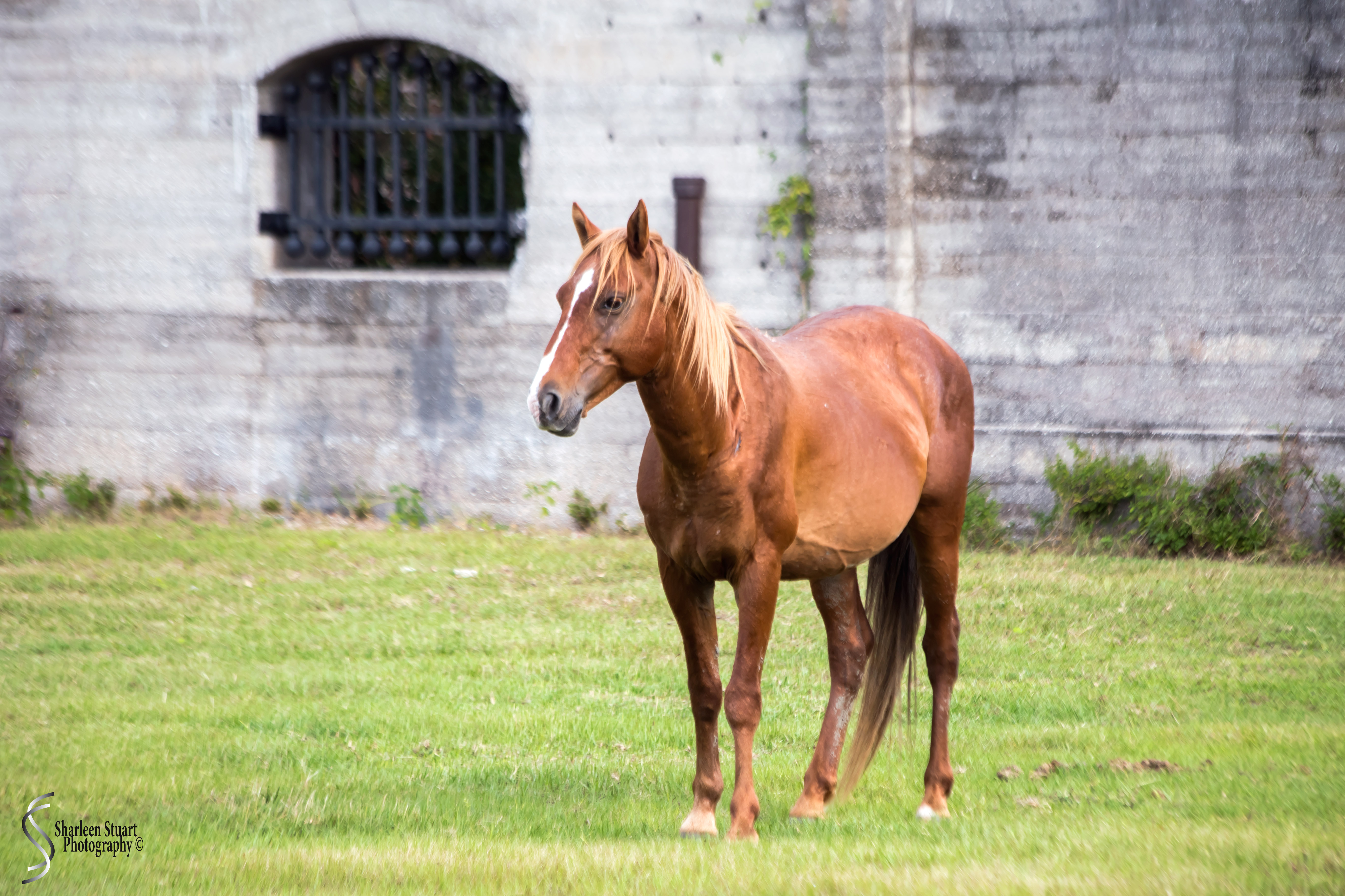 Cumberland Island trip Georgia:  October 12, 2019: 2286